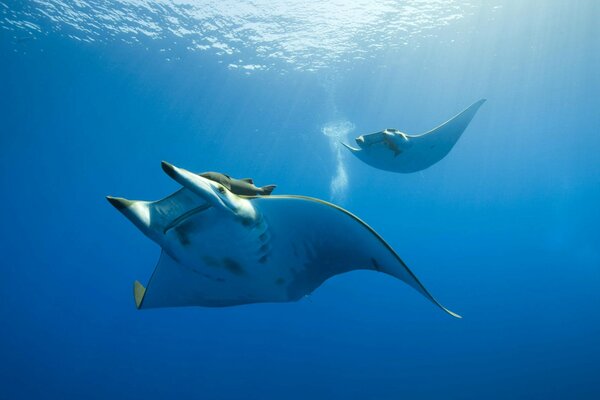 Manta in den Tiefen des blauen Ozeans