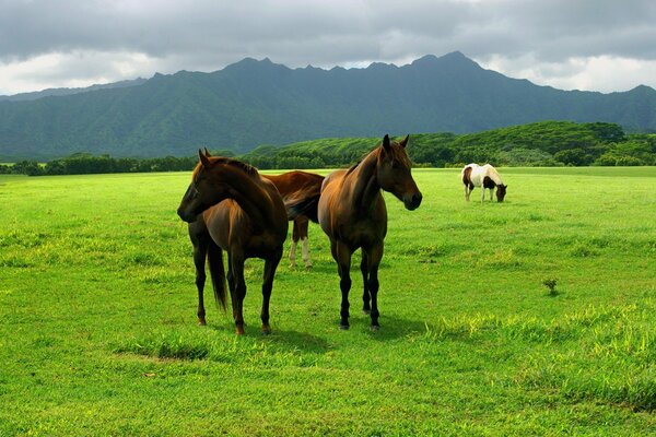 Pasture of horses in a mountain meadow