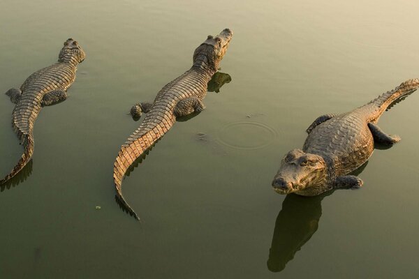 Krokodile, die sich im Wasser erholen, warten auf Beute