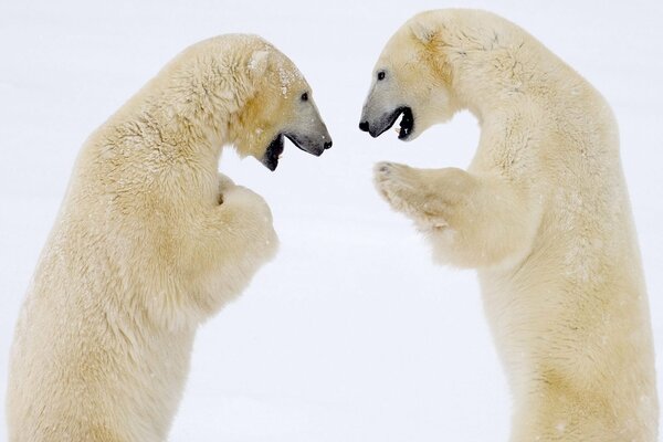 Two polar bears in winter