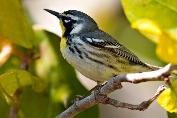 Schöner Vogel sitzt auf einem Ast