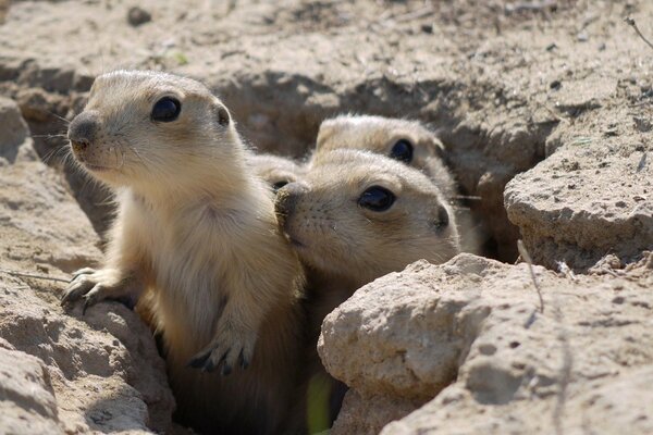 Un grupo de Gophers se asoma por la madriguera