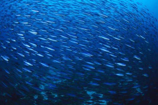 A flock of fish screensaver in blue tones