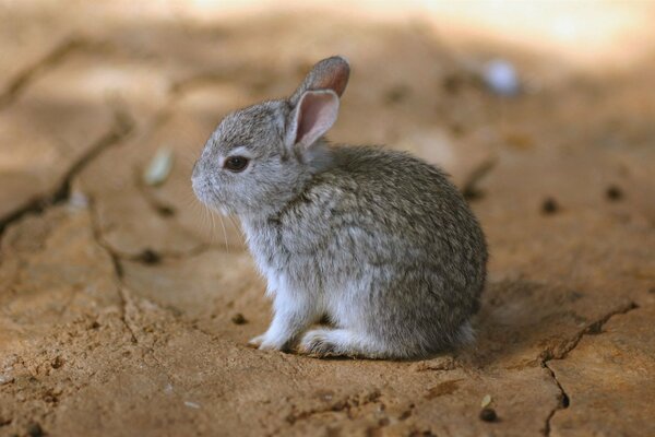 Ein kleiner grauer Hase sitzt auf dem Boden