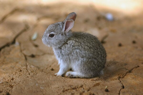 A small gray bunny is sitting on the ground