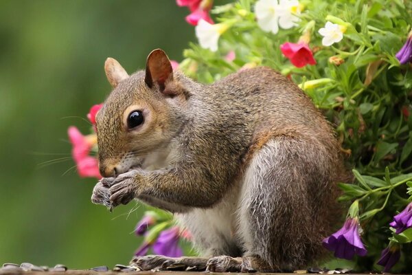 Écureuil mange sur fond de fleurs