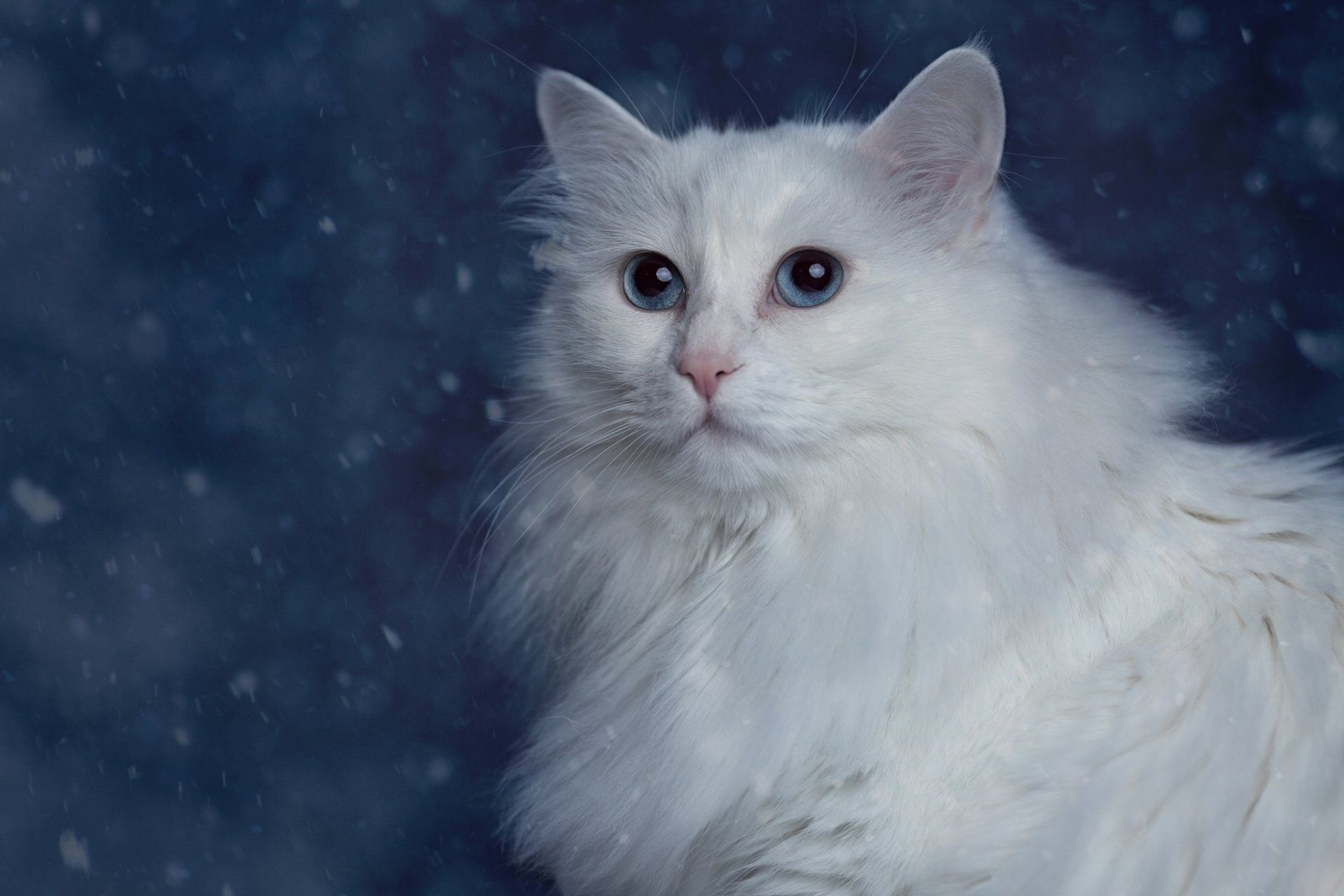 angora turque angorka chat moelleux blanc portrait