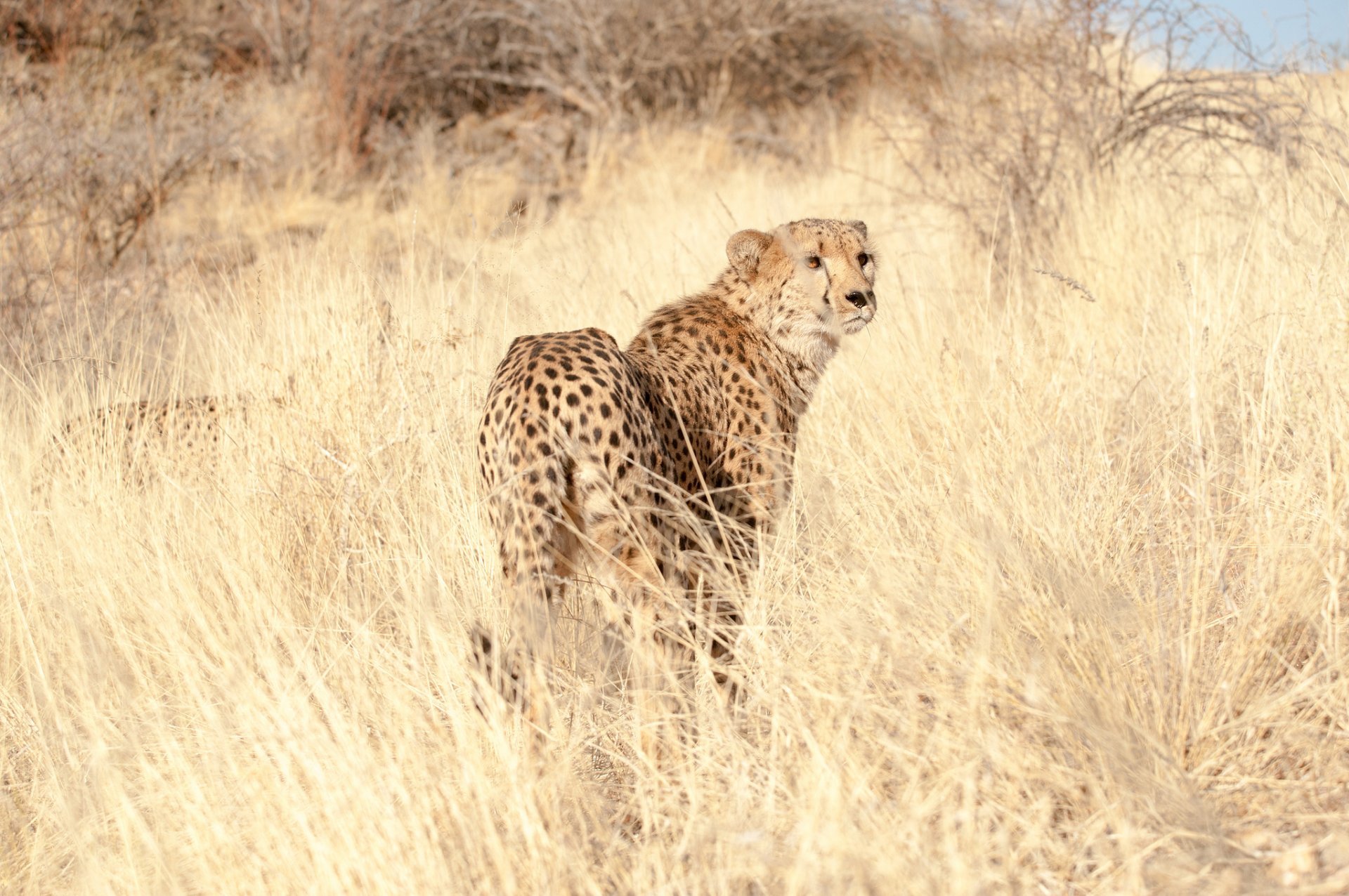 ghepardo predatore vista erba