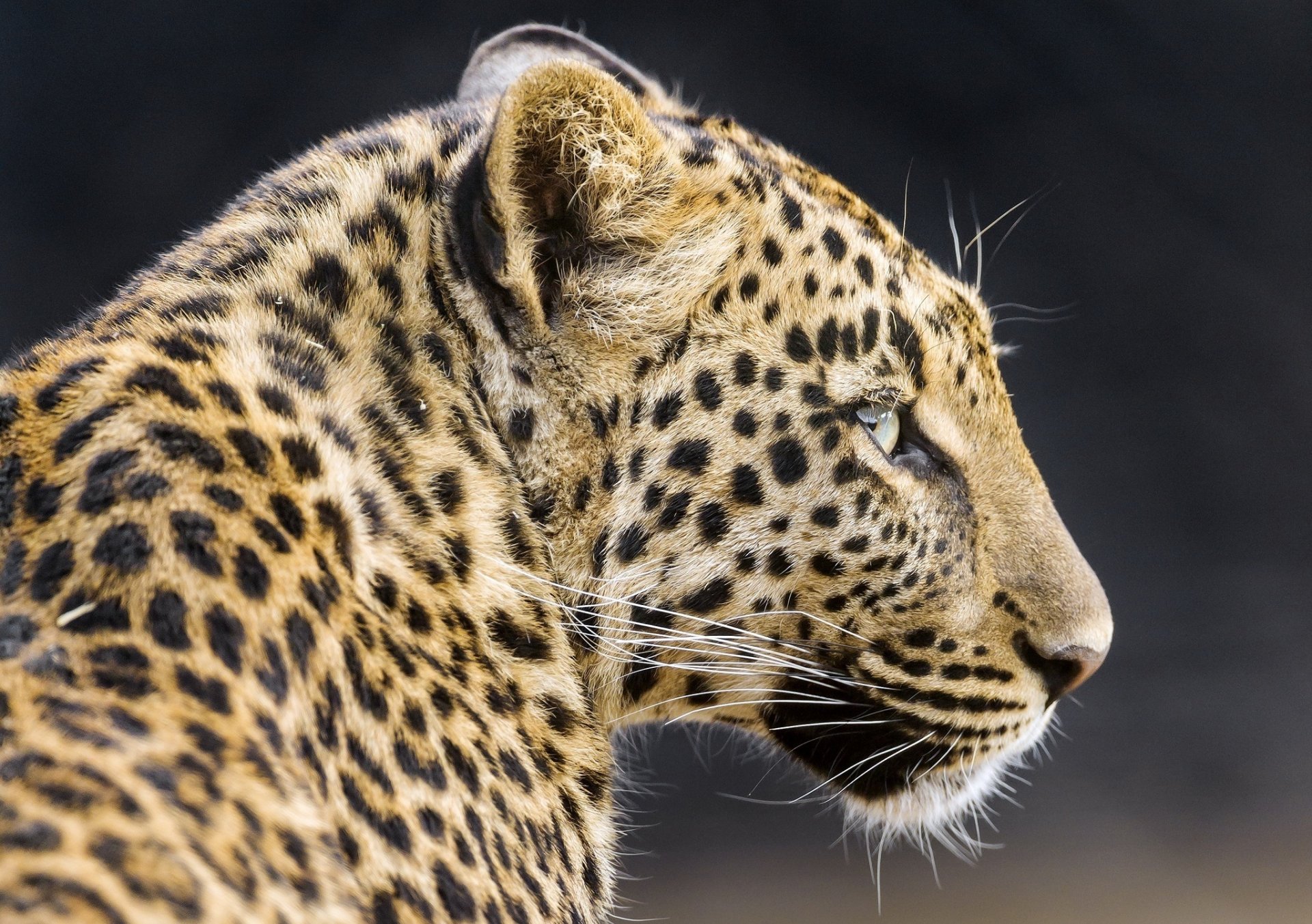 leopard wildkatze raubtier schnauze profil