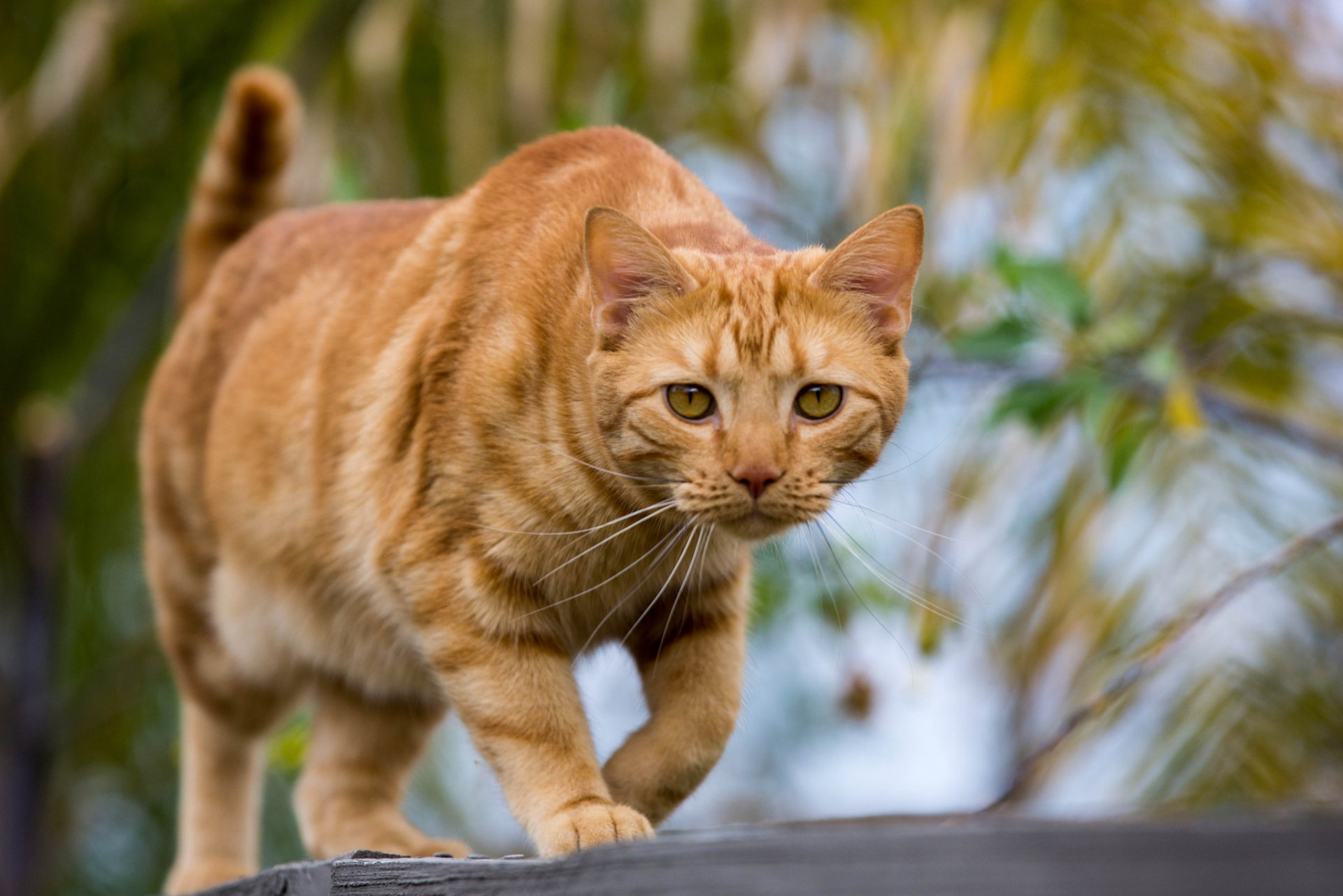 gatto rosso sguardo