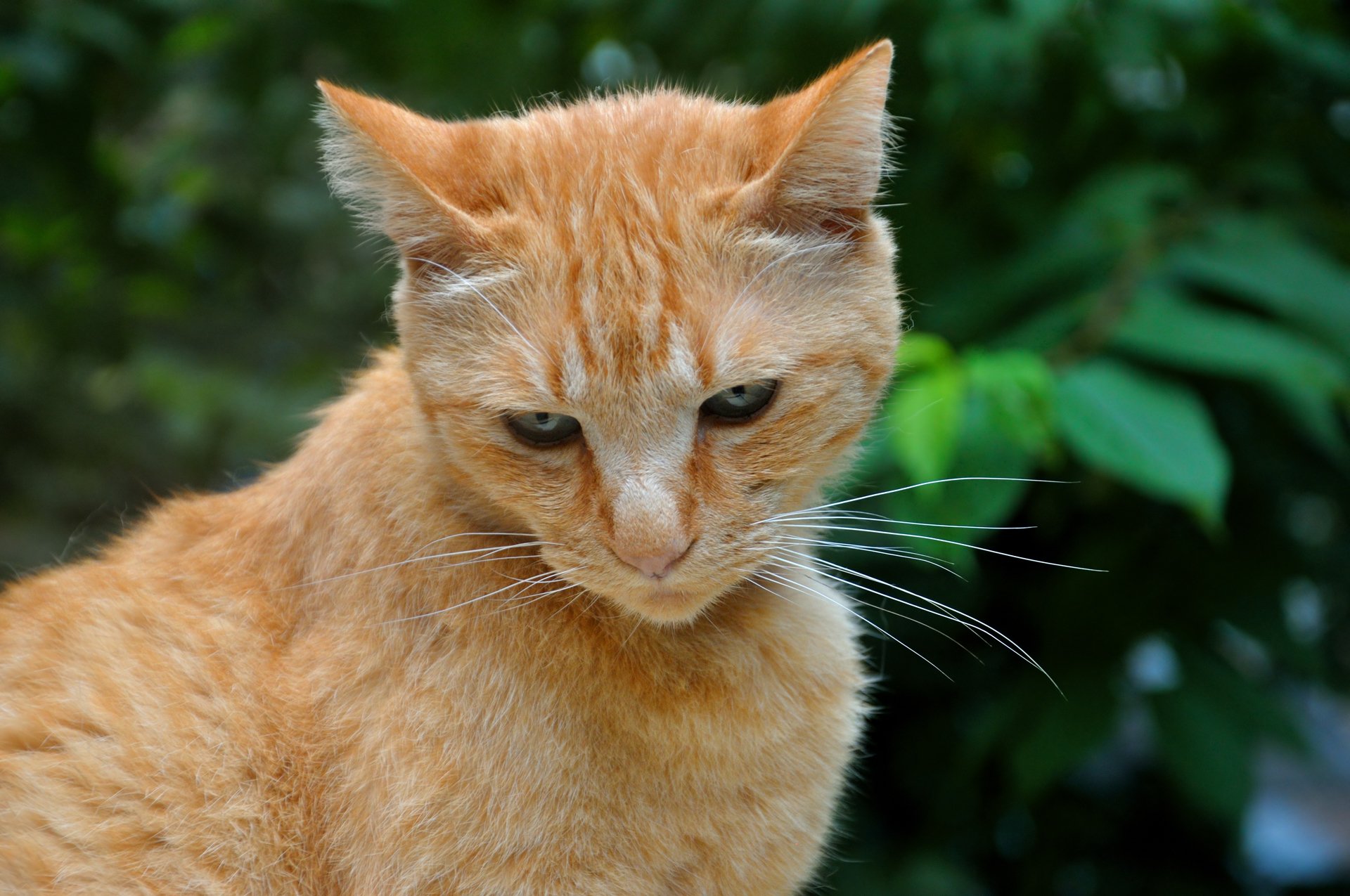 Рыжая полосатая кошка. Ginger tabby Cat порода. Рыжий табби кот. Рыжая кошка.