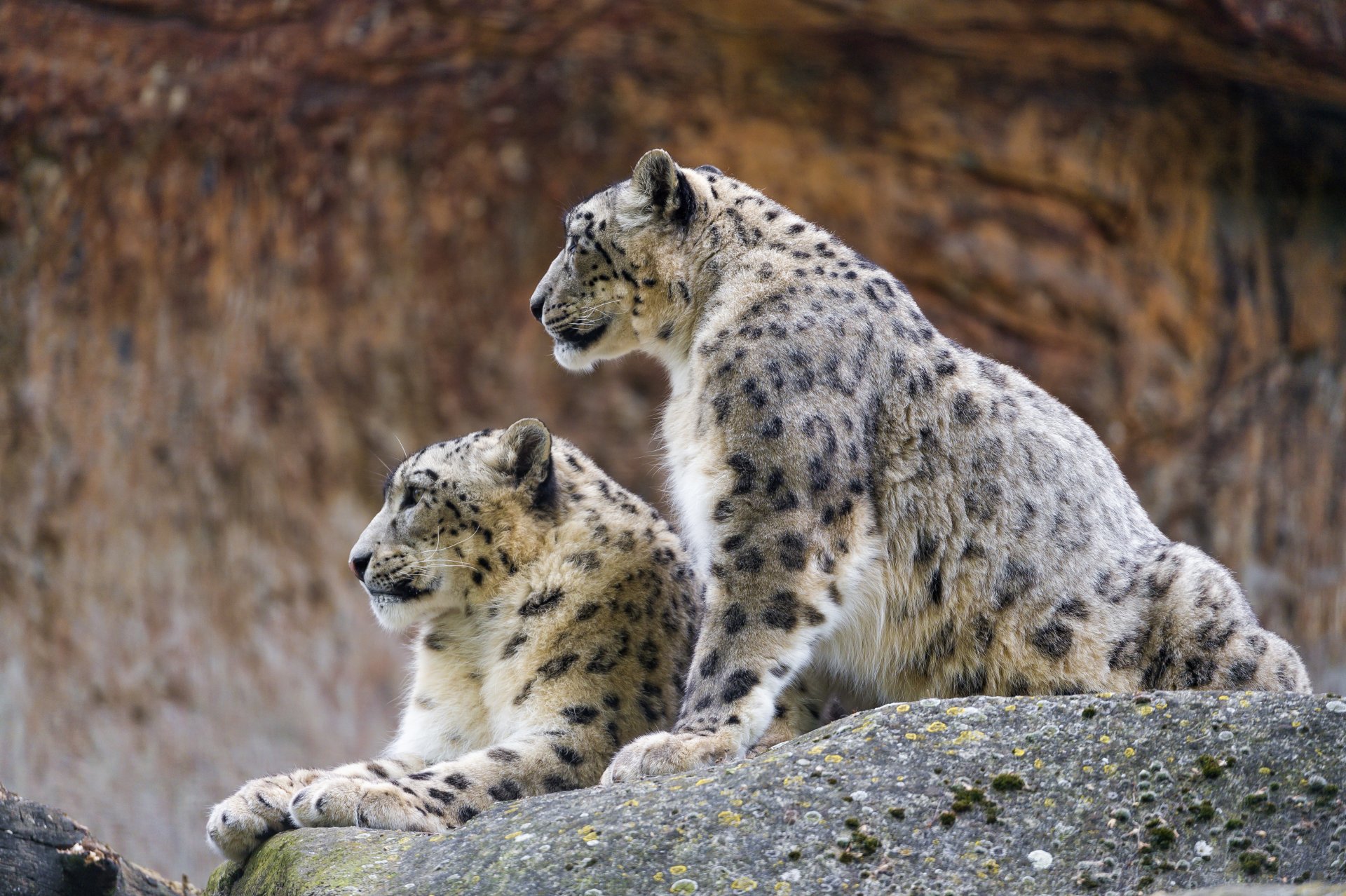 schneeleopard irbis katze paar stein profil ©tambako der jaguar