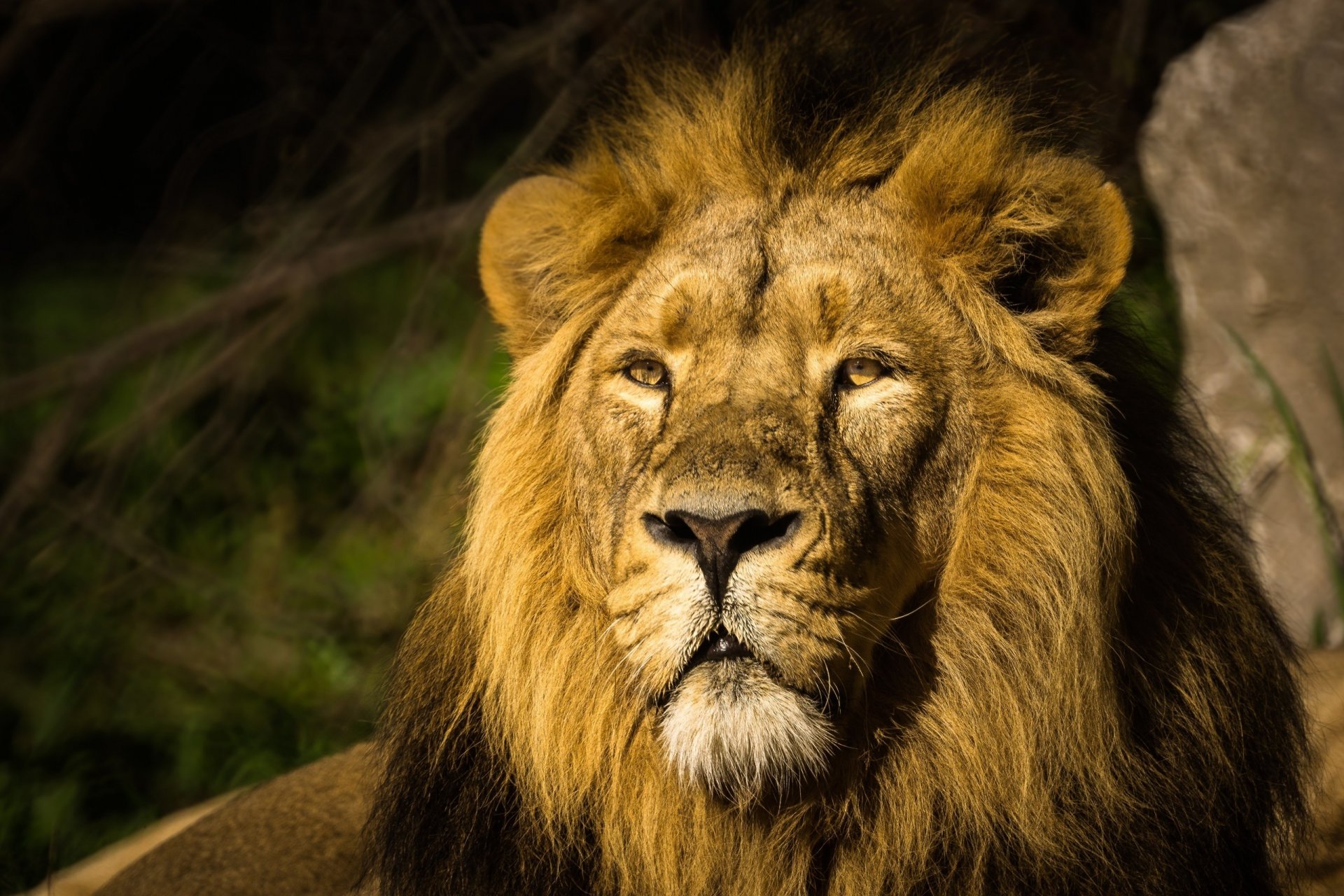 lion chat sauvage prédateur museau crinière portrait