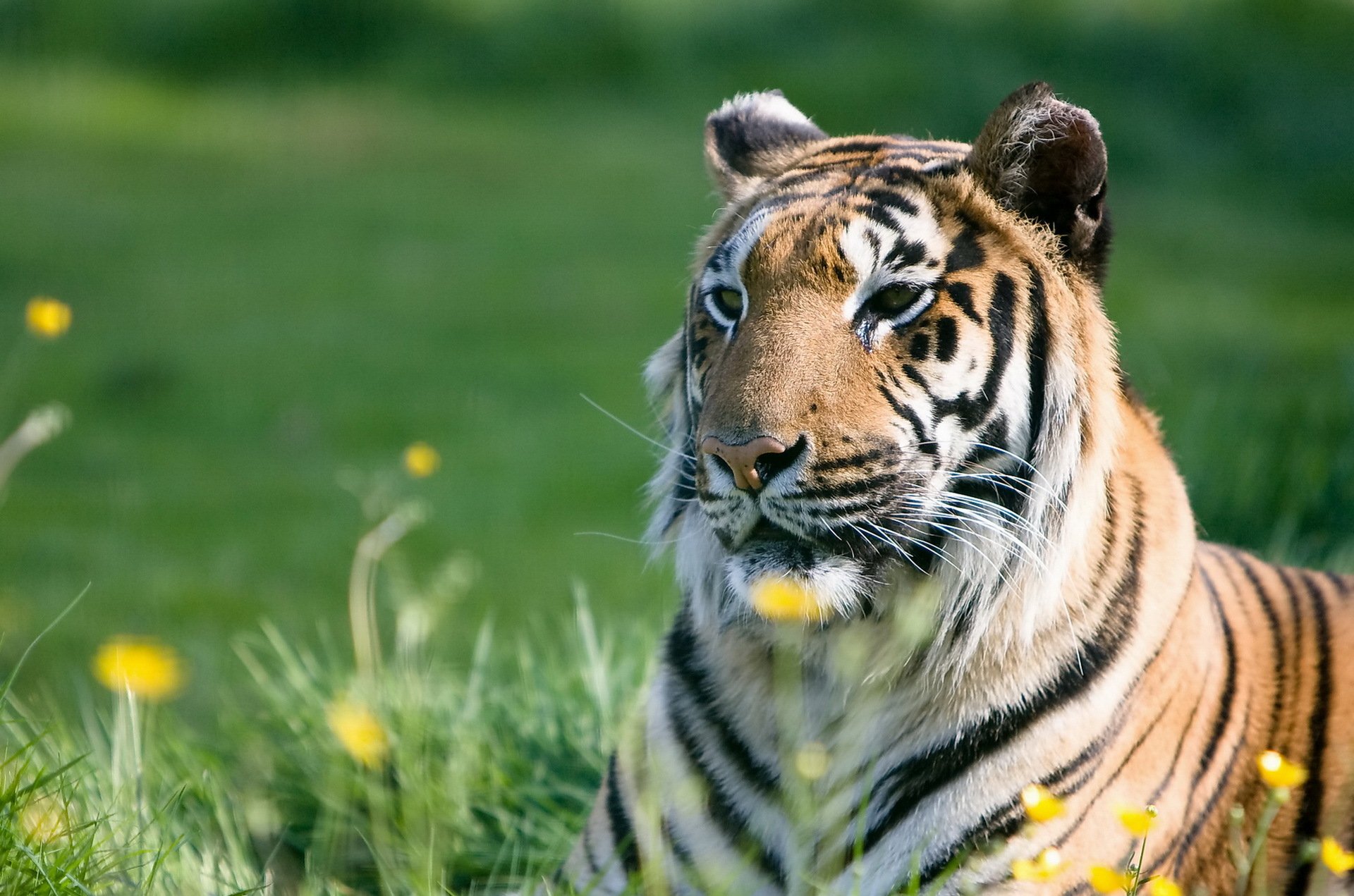 tiger schnauze raubtier streifen sommer gras