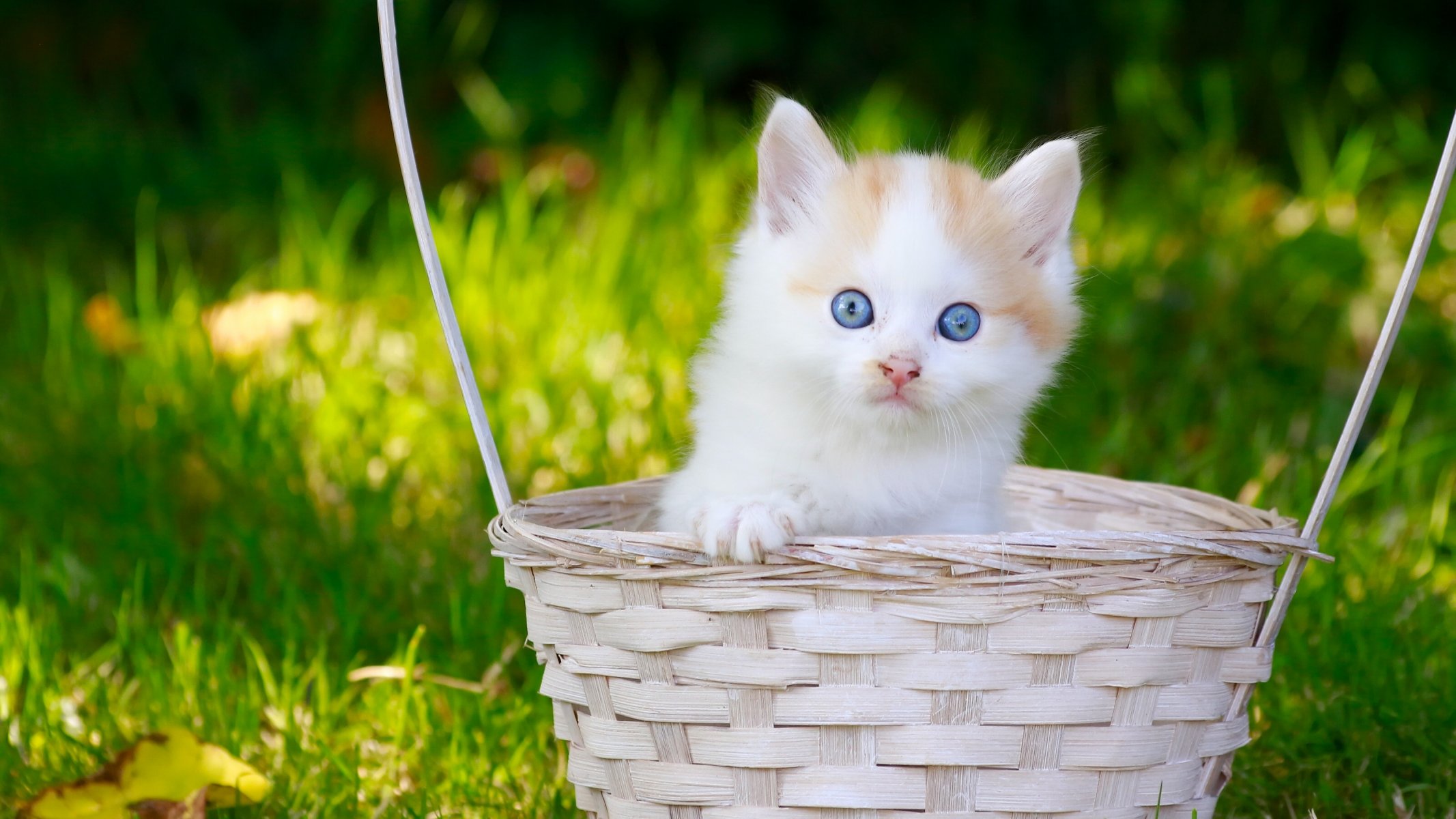 enfant yeux bleus vue panier