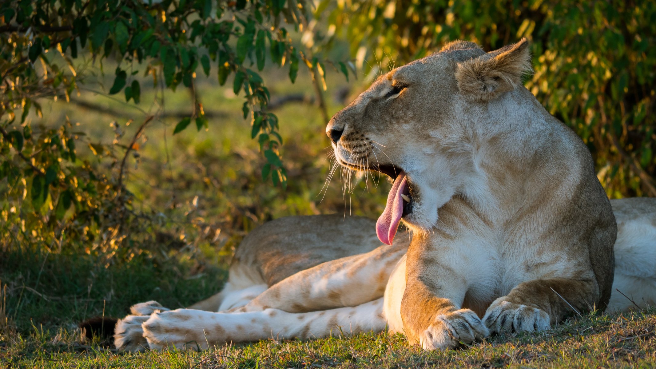 león leona boca lengua