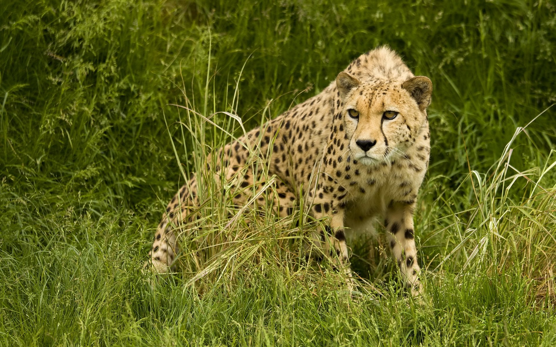 ghepardo savana predatore caccia