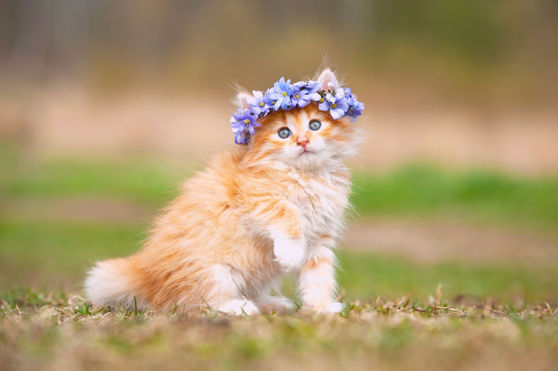 furry babe flower wreath