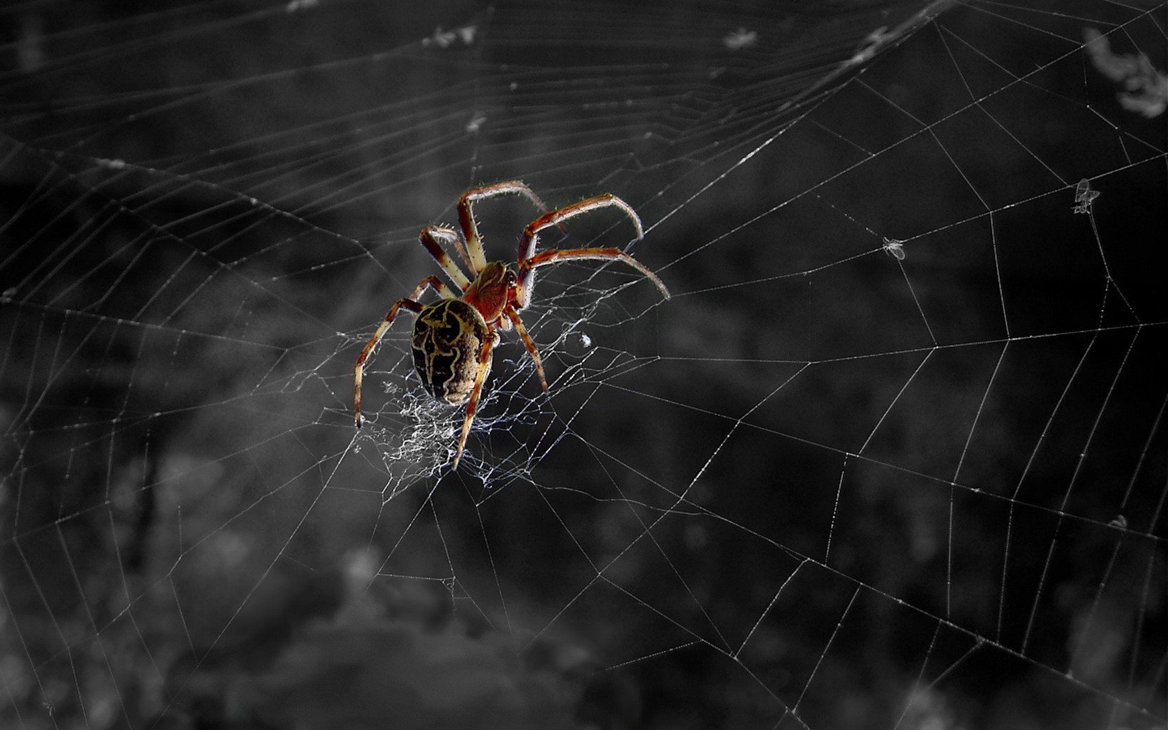 araña telaraña blanco y negro