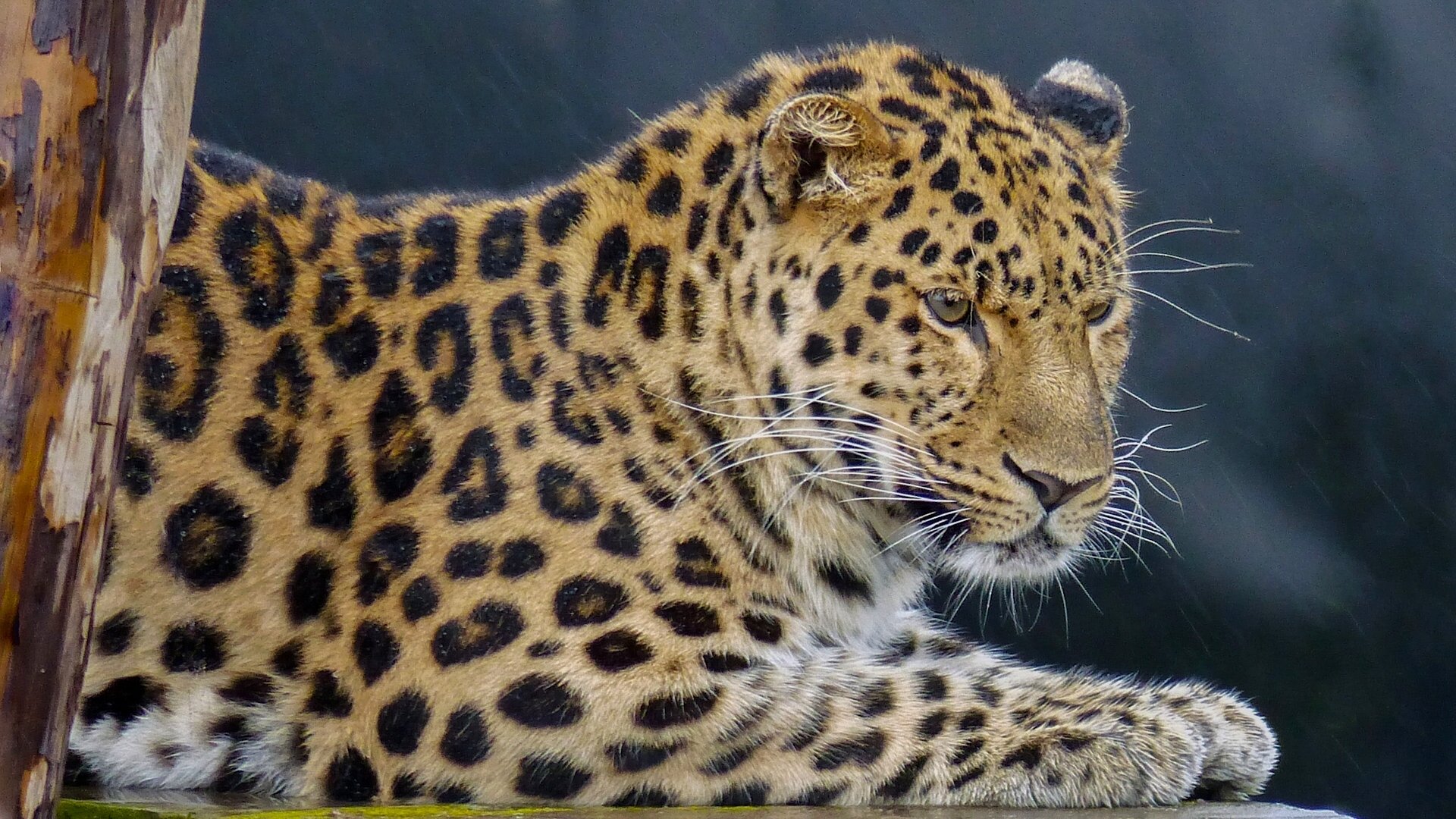 leopard wild cat portrait