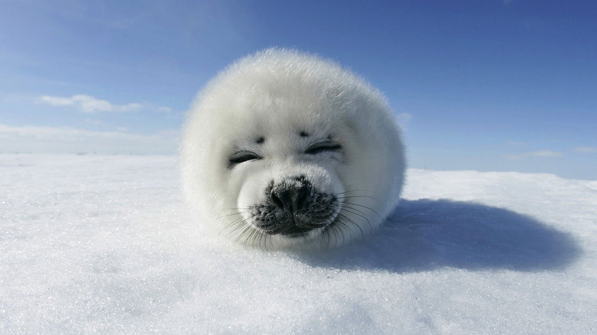 animals snow next sky seal