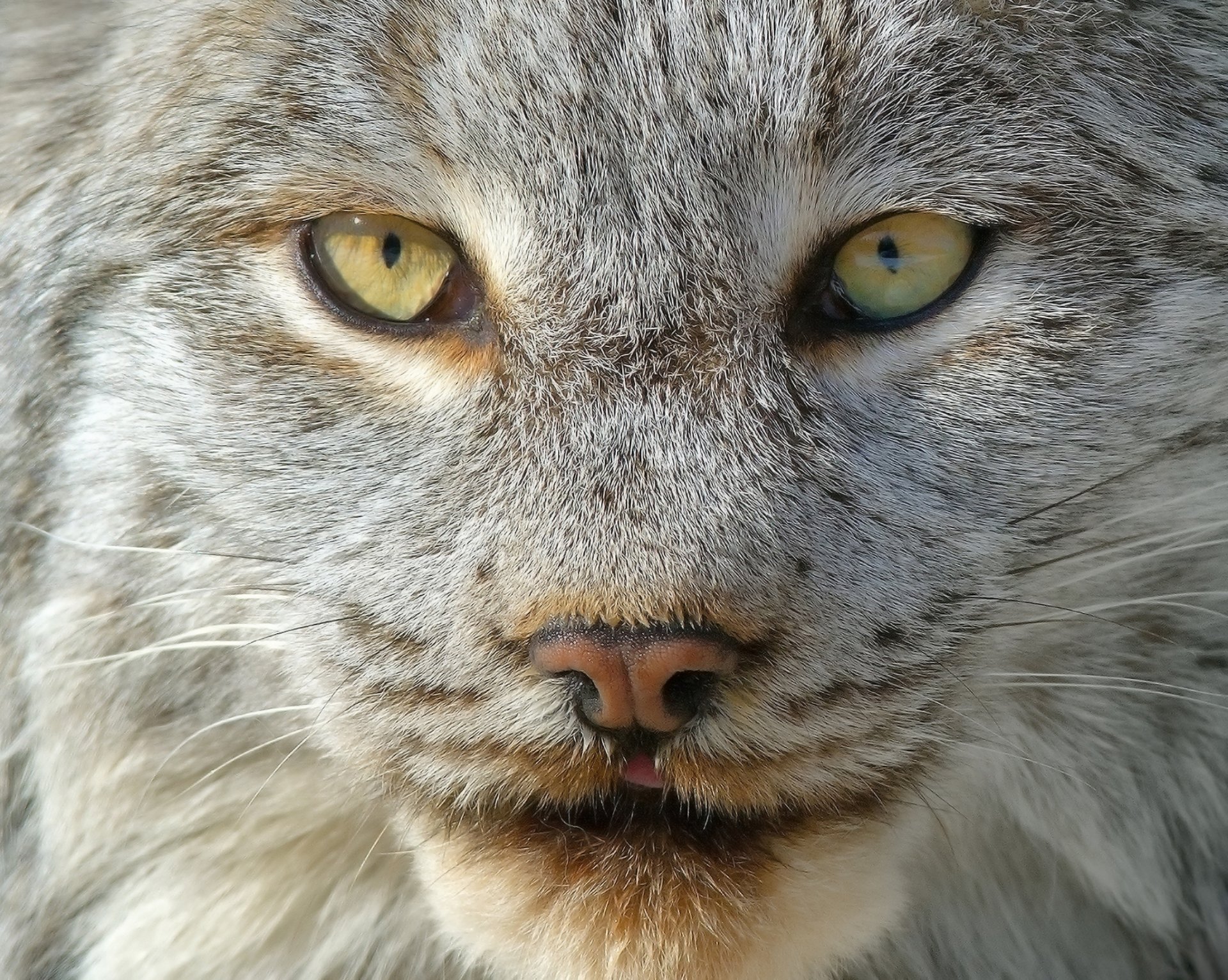 luchs porträt schnauze wolle blick licht