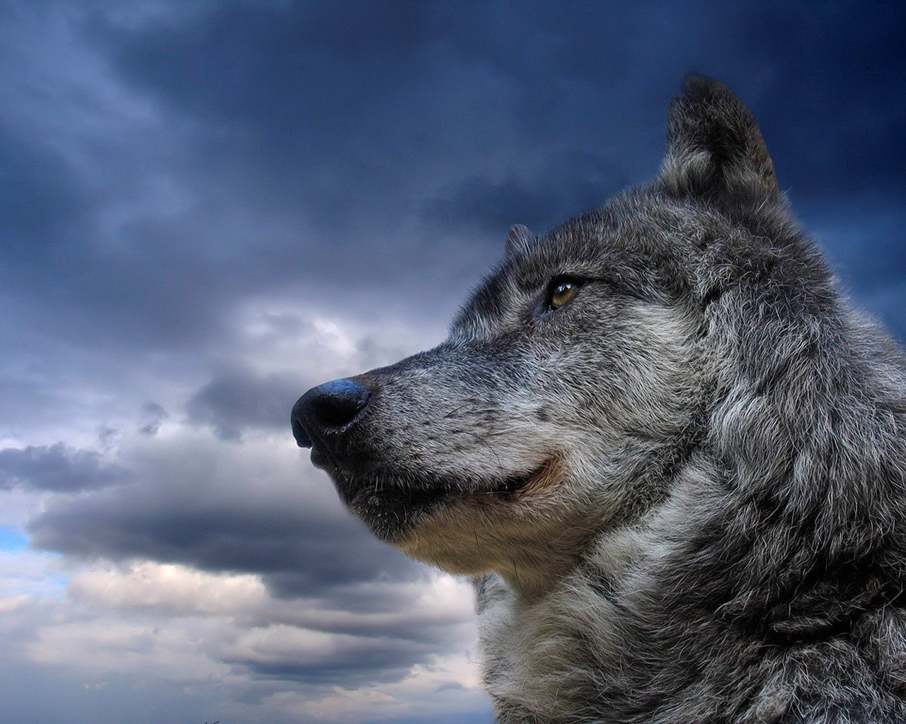 wolf sky animal