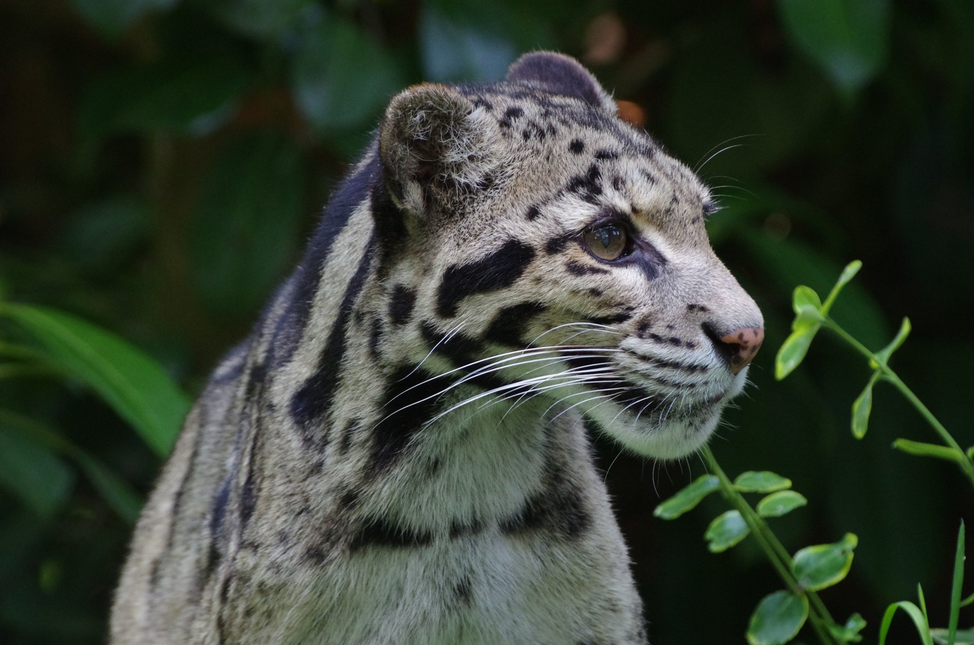 zadymiony lampart dziki kot kolor wygląd drapieżnik natura