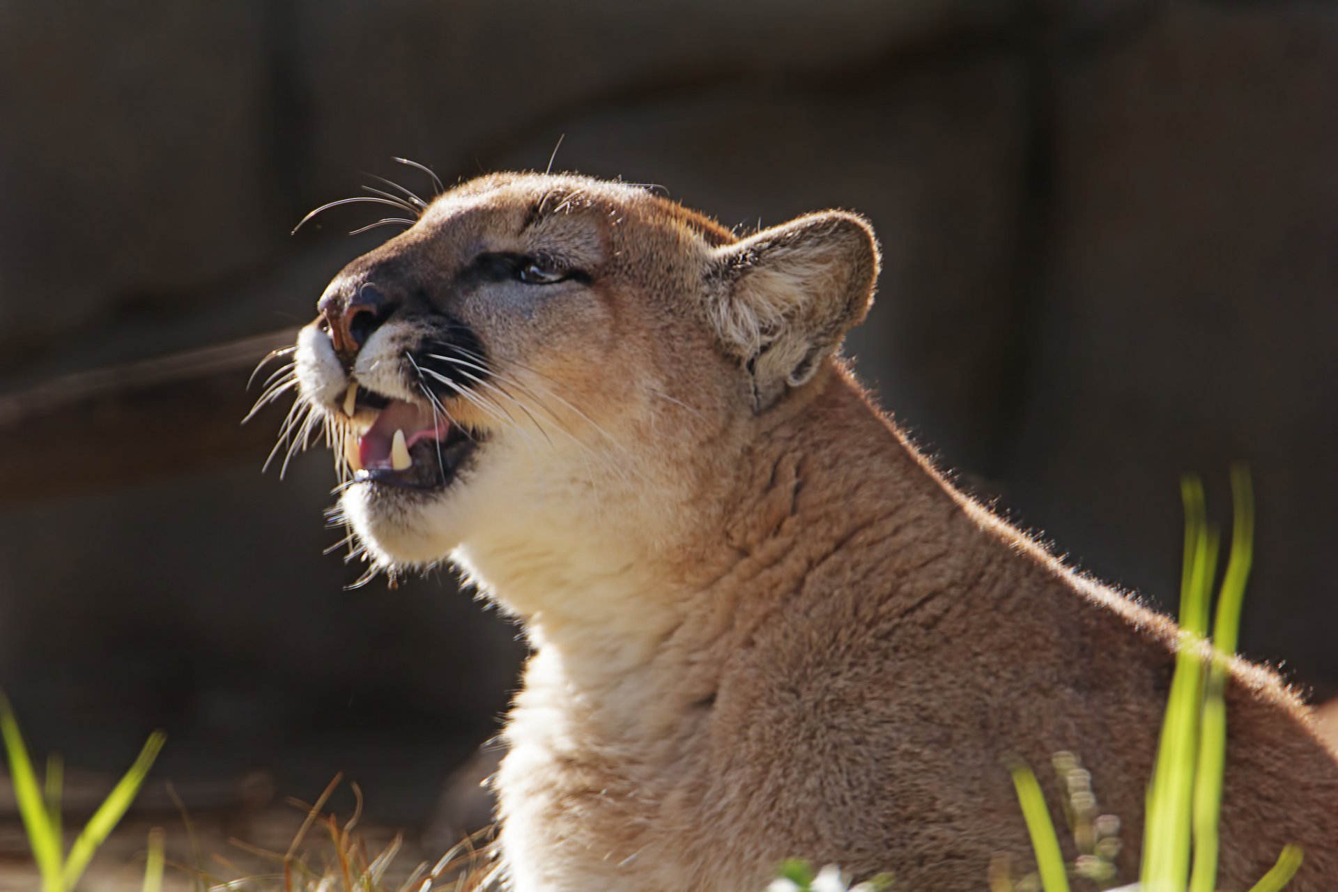 puma puma lew górski żbik drapieżnik