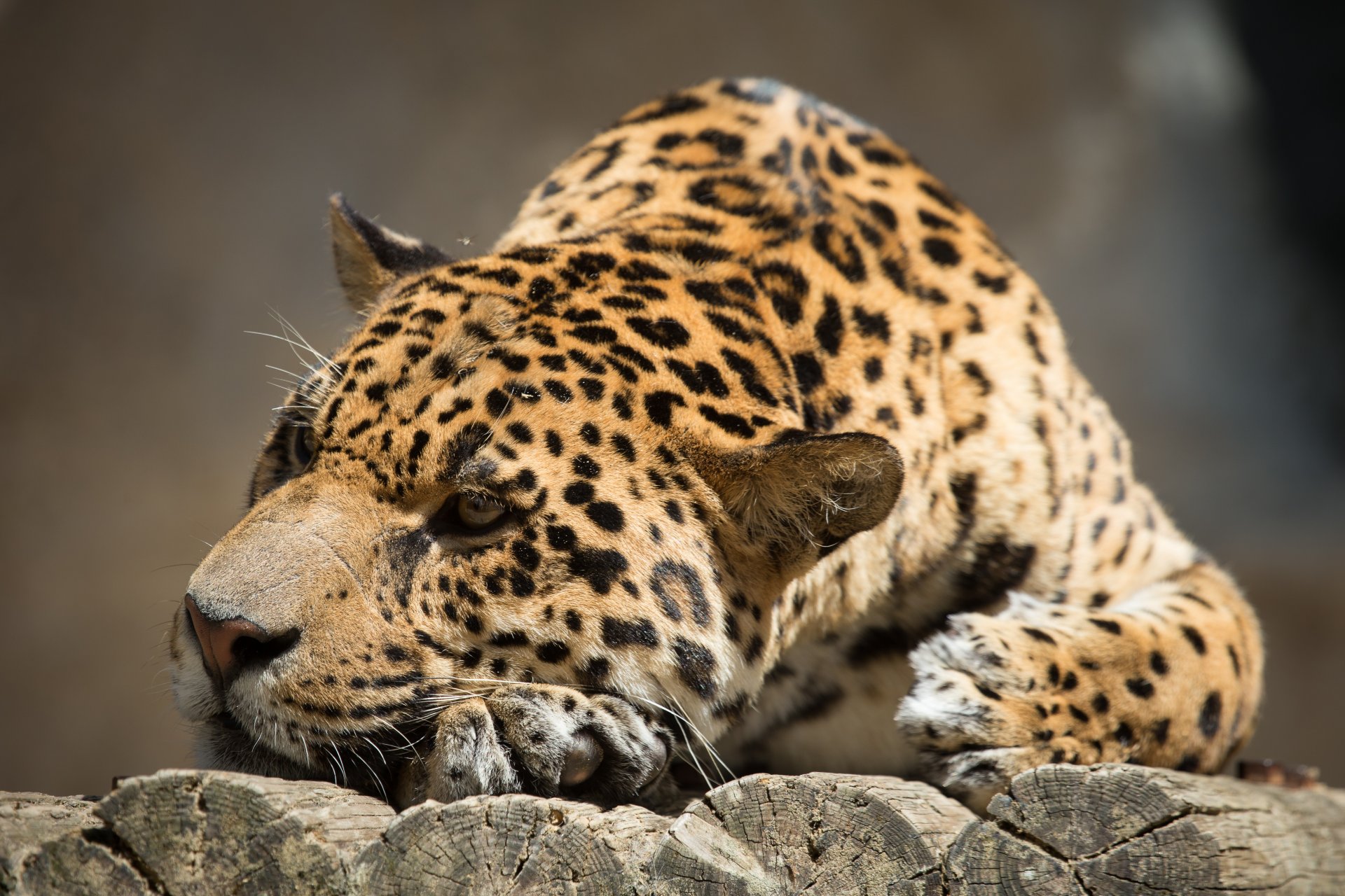 jaguar gato sol tronco descanso hocico