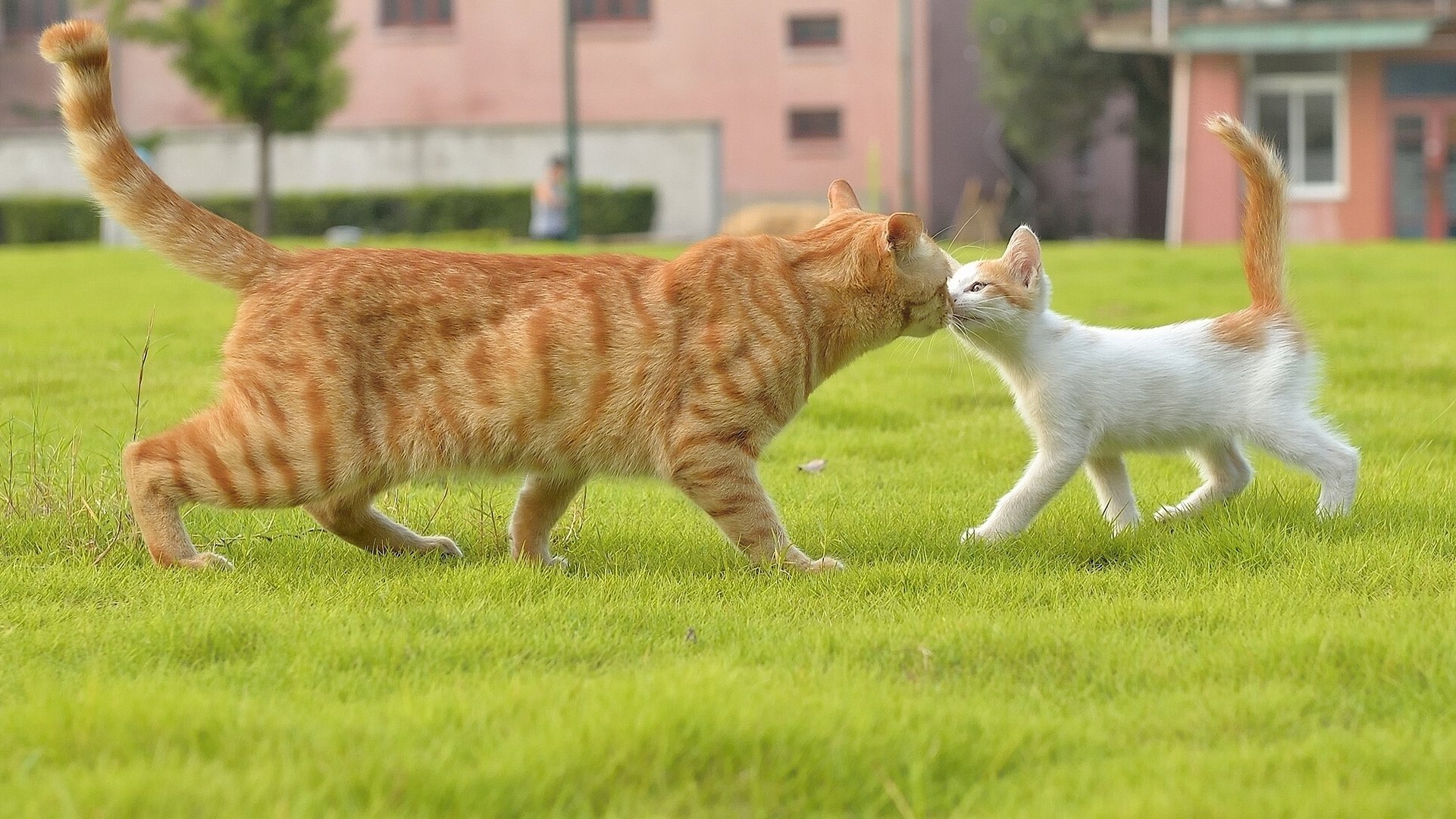 katze katze bekanntschaft