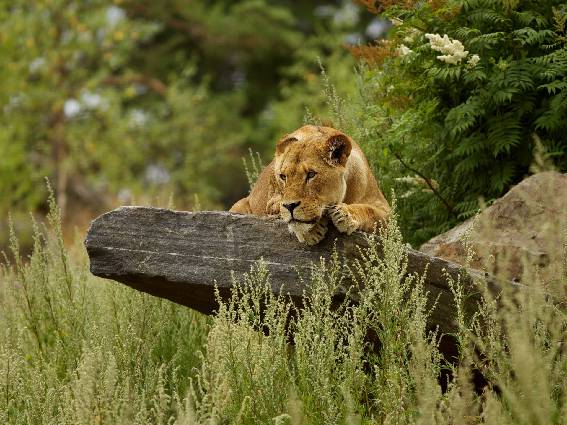 lioness stone gra