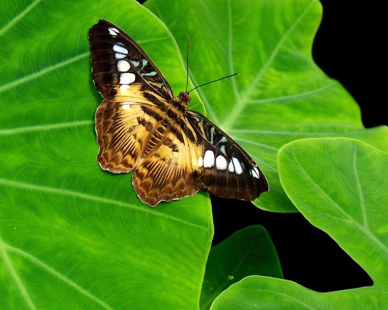 farfalla foglia verde