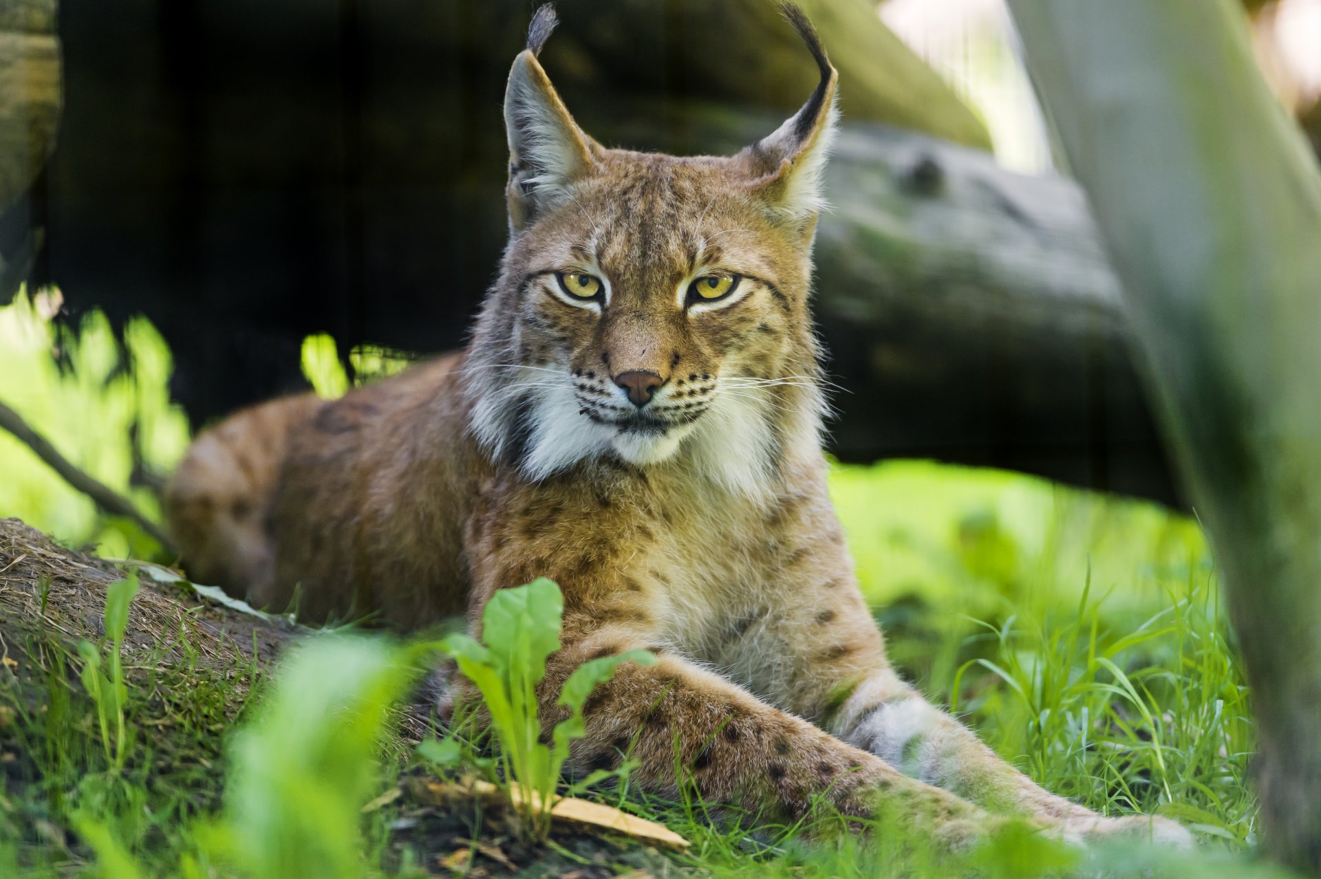 рысь кошка ©tambako the jaguar