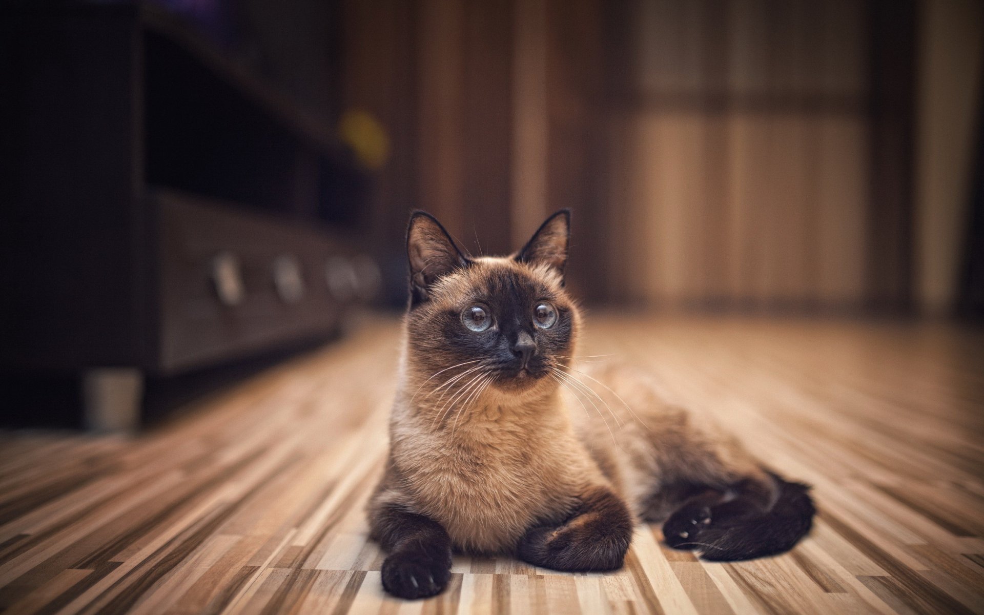 katze katze siamesisch zimmer