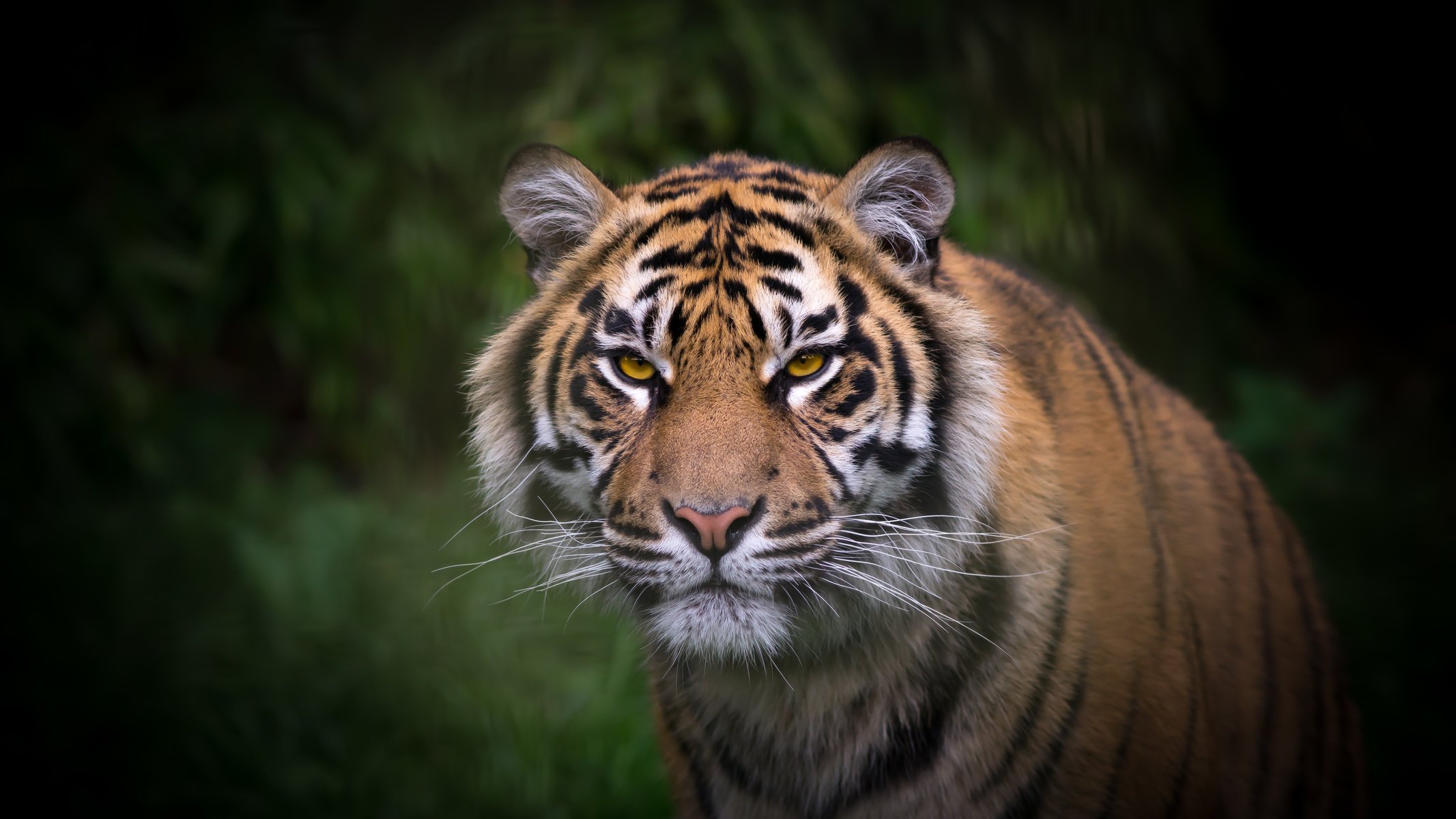 tiger face view