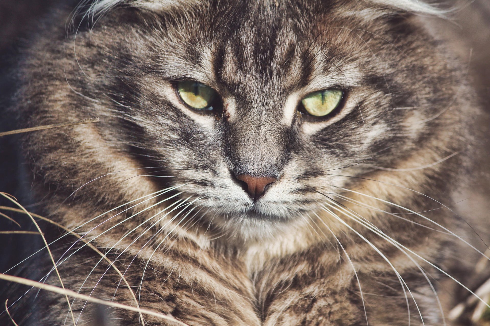 waldkatze waldkatze schnauze schnurrbart blick