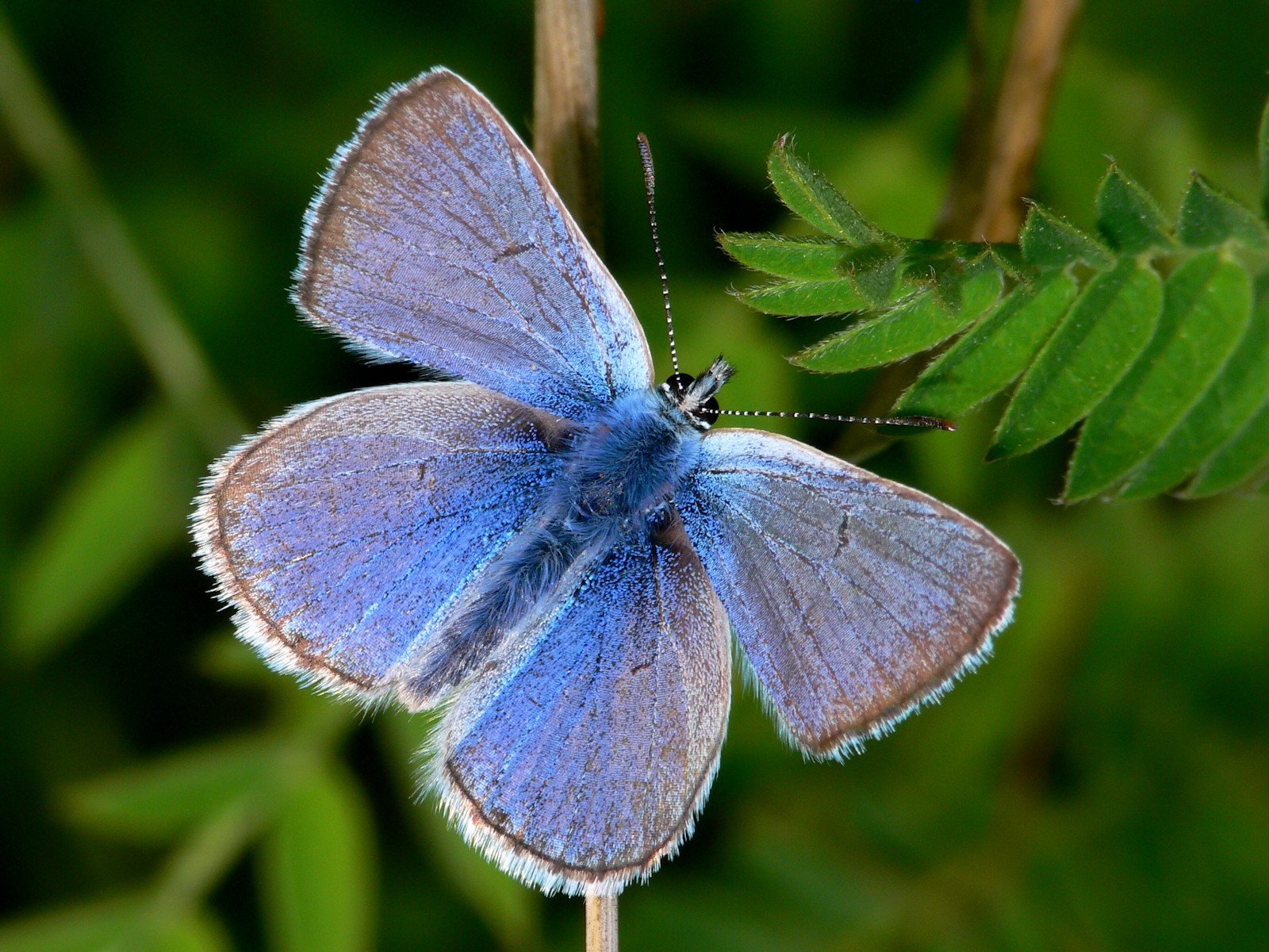 farfalla verde blu