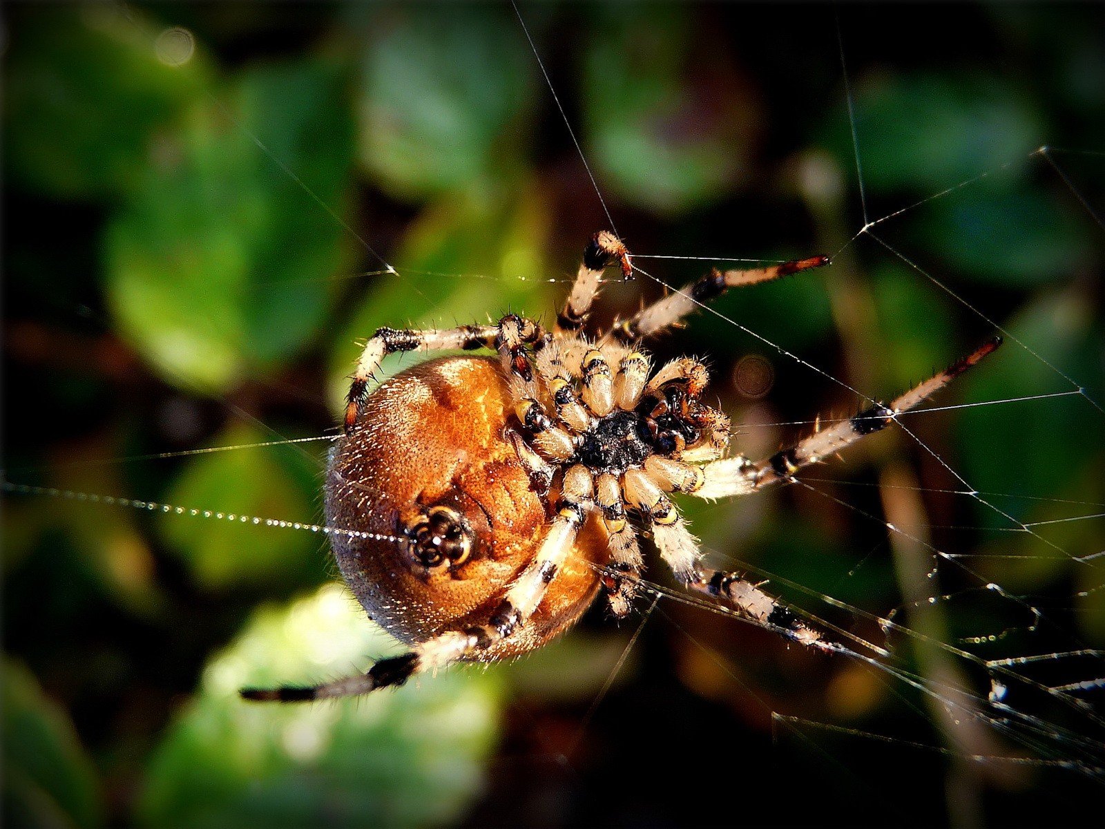 piders close up close-up