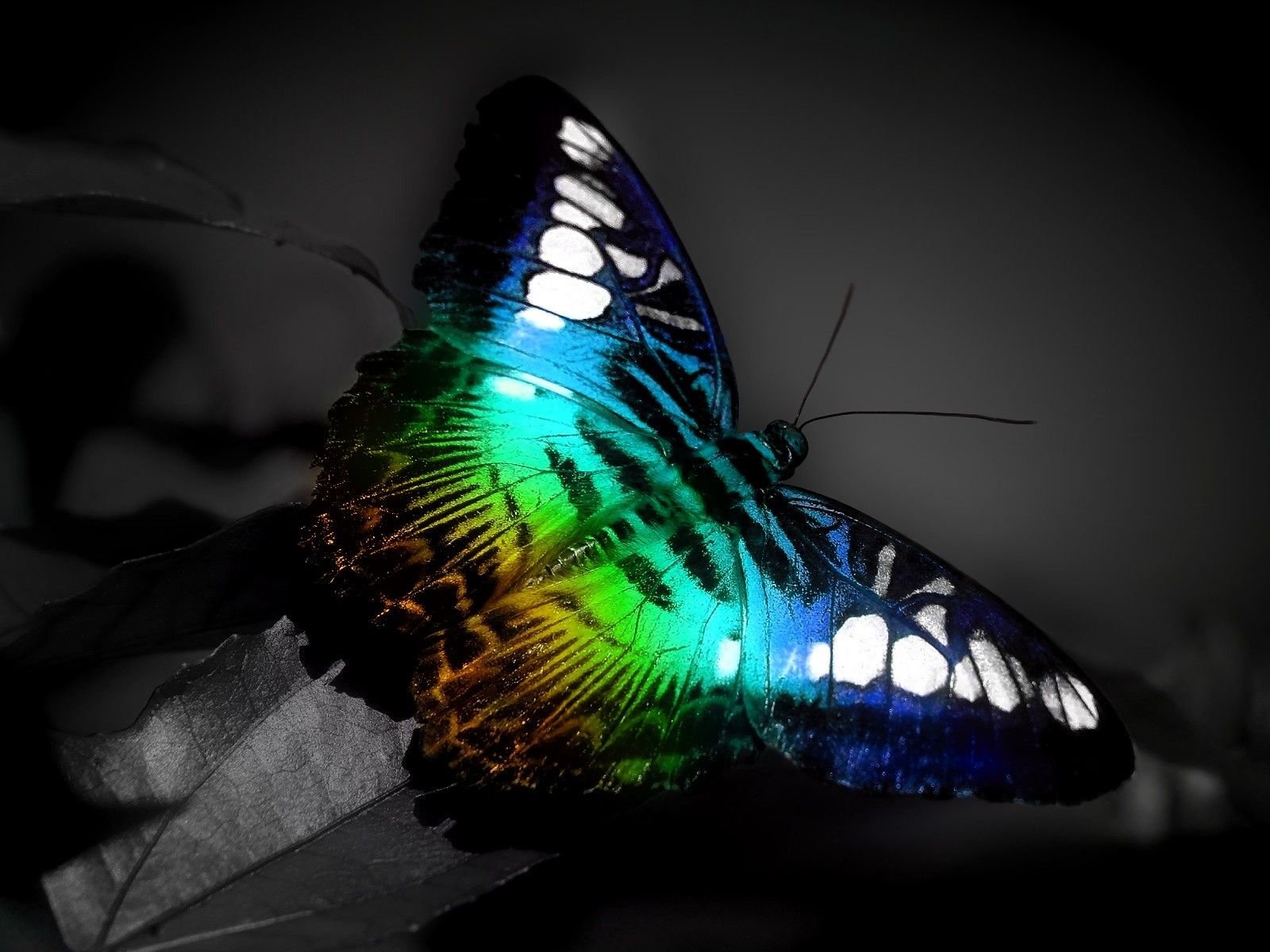 papillon couleur spectre