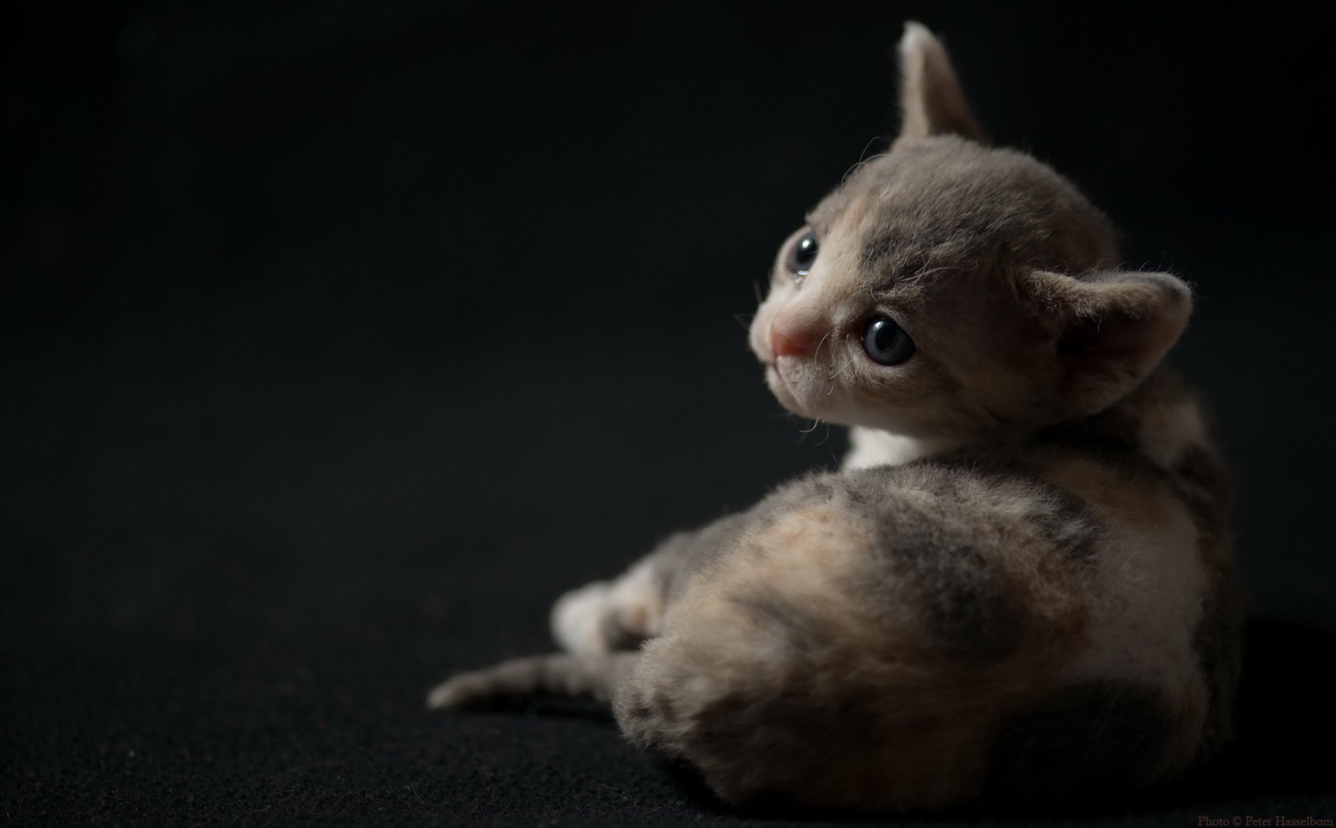 gato mirada fondo