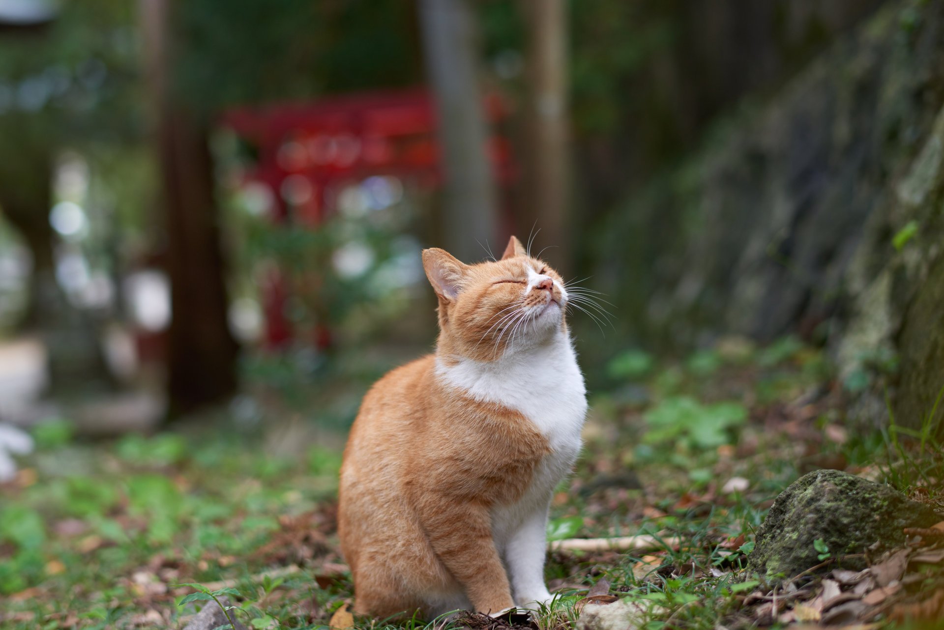 rote katze genuss vergnügen