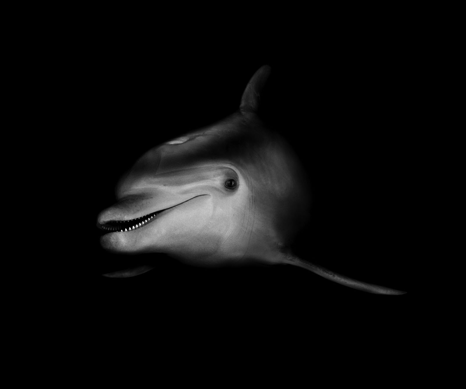 black and white dolphin