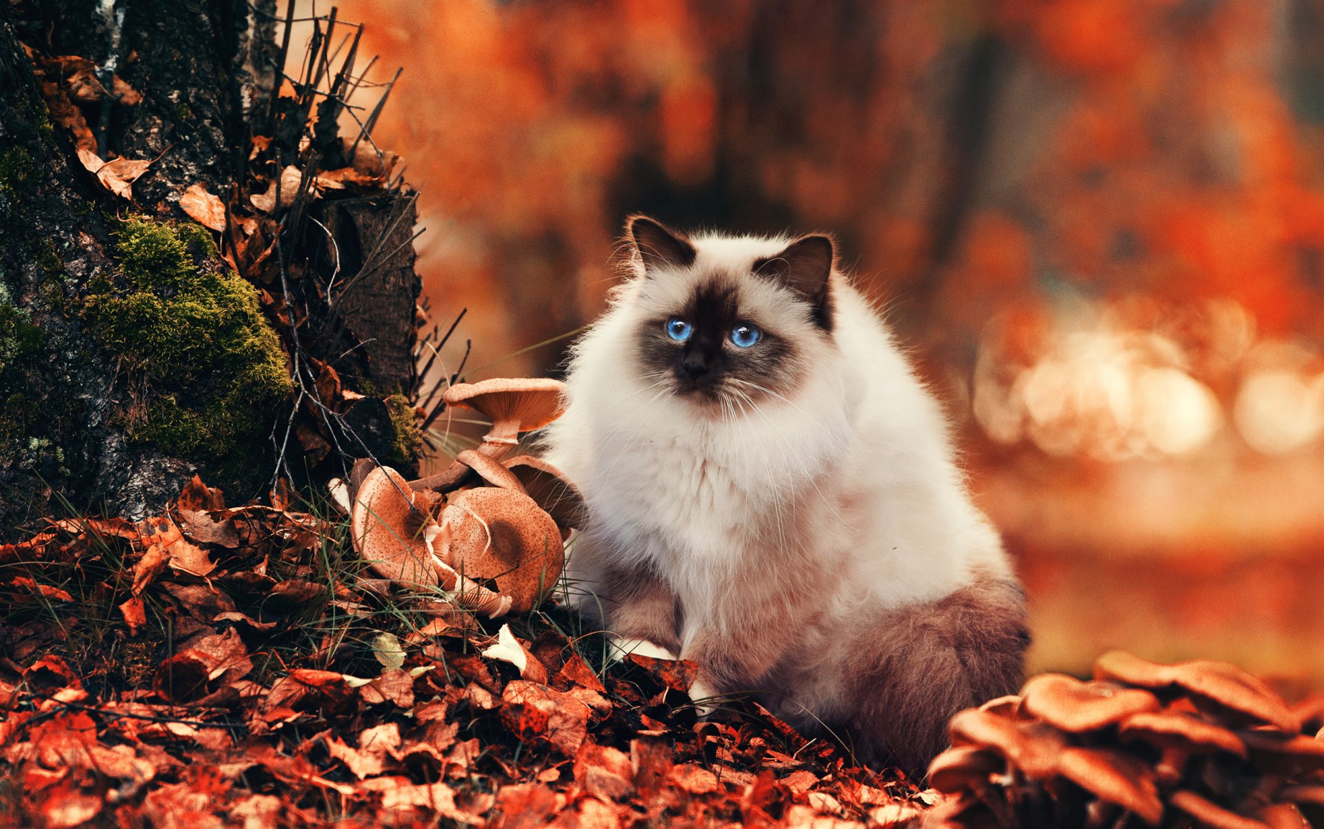 cat cat fluffy eyes blue look autumn foliage mushrooms nature bokeh