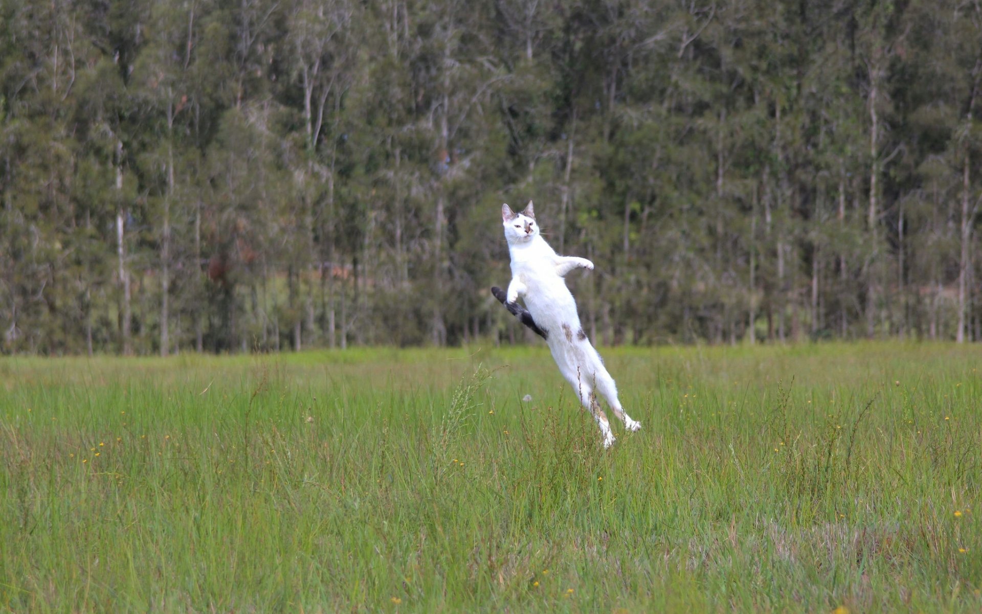 cohete gato cohete gato lanzamiento vuelo normal gato gato salto prado hierba