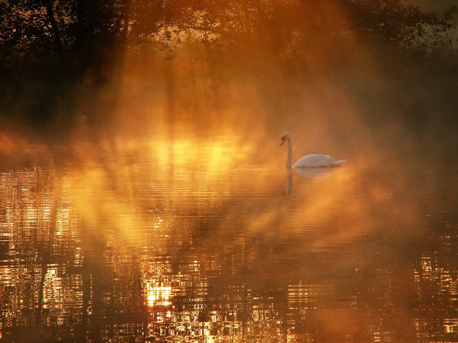 cisne niebla lago