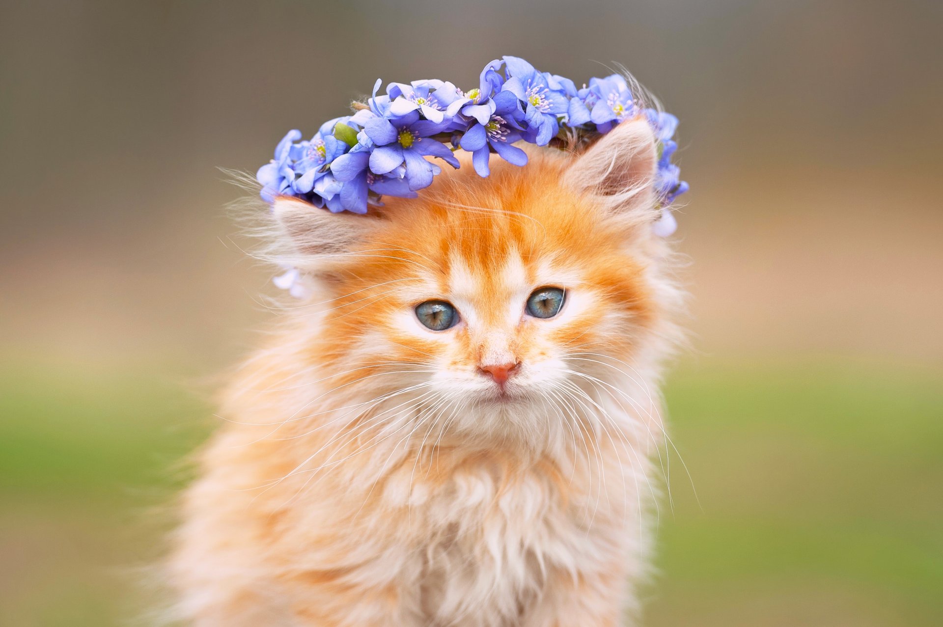 furry snout wreath flower