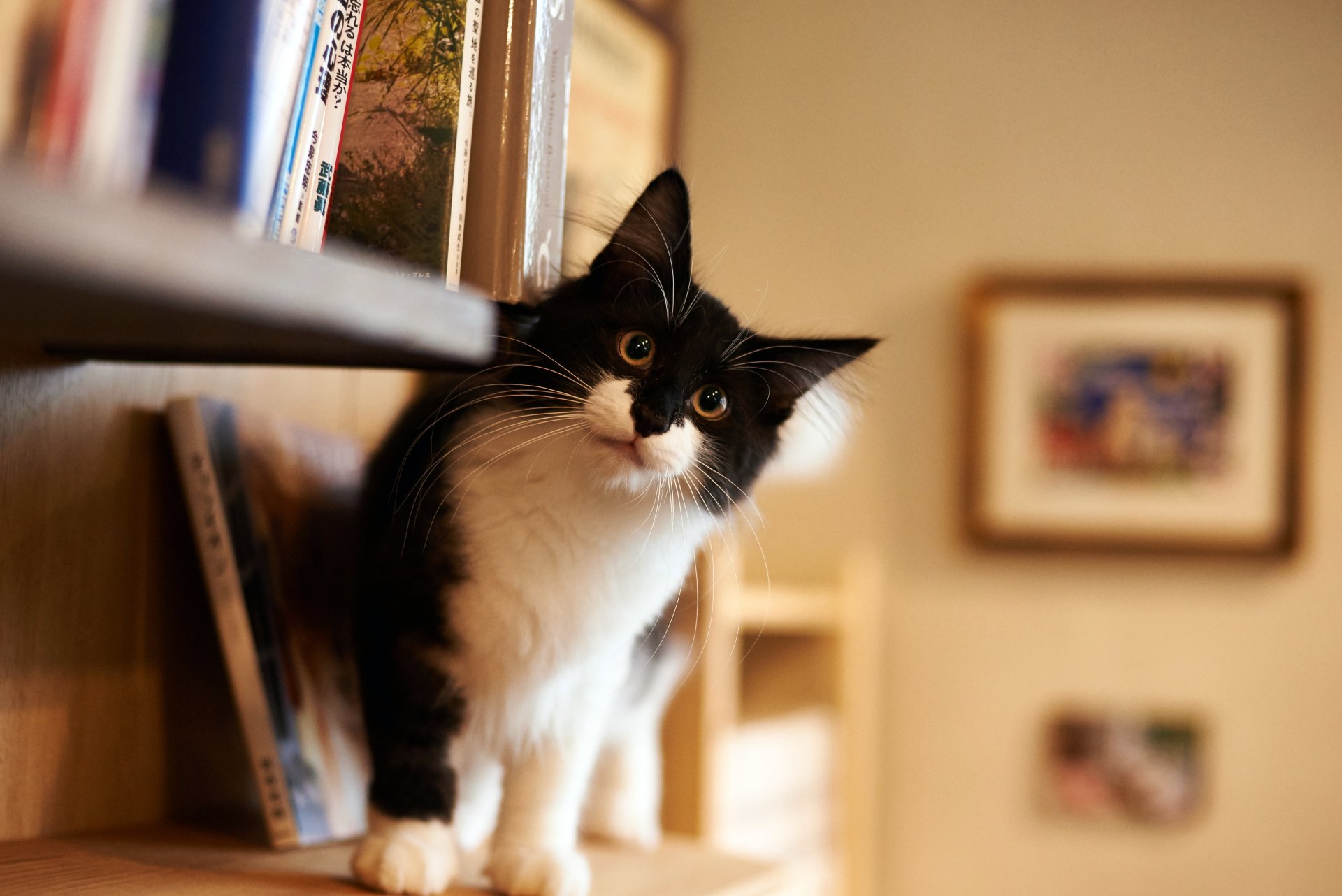 chat noir et blanc moelleux vue chambre maison