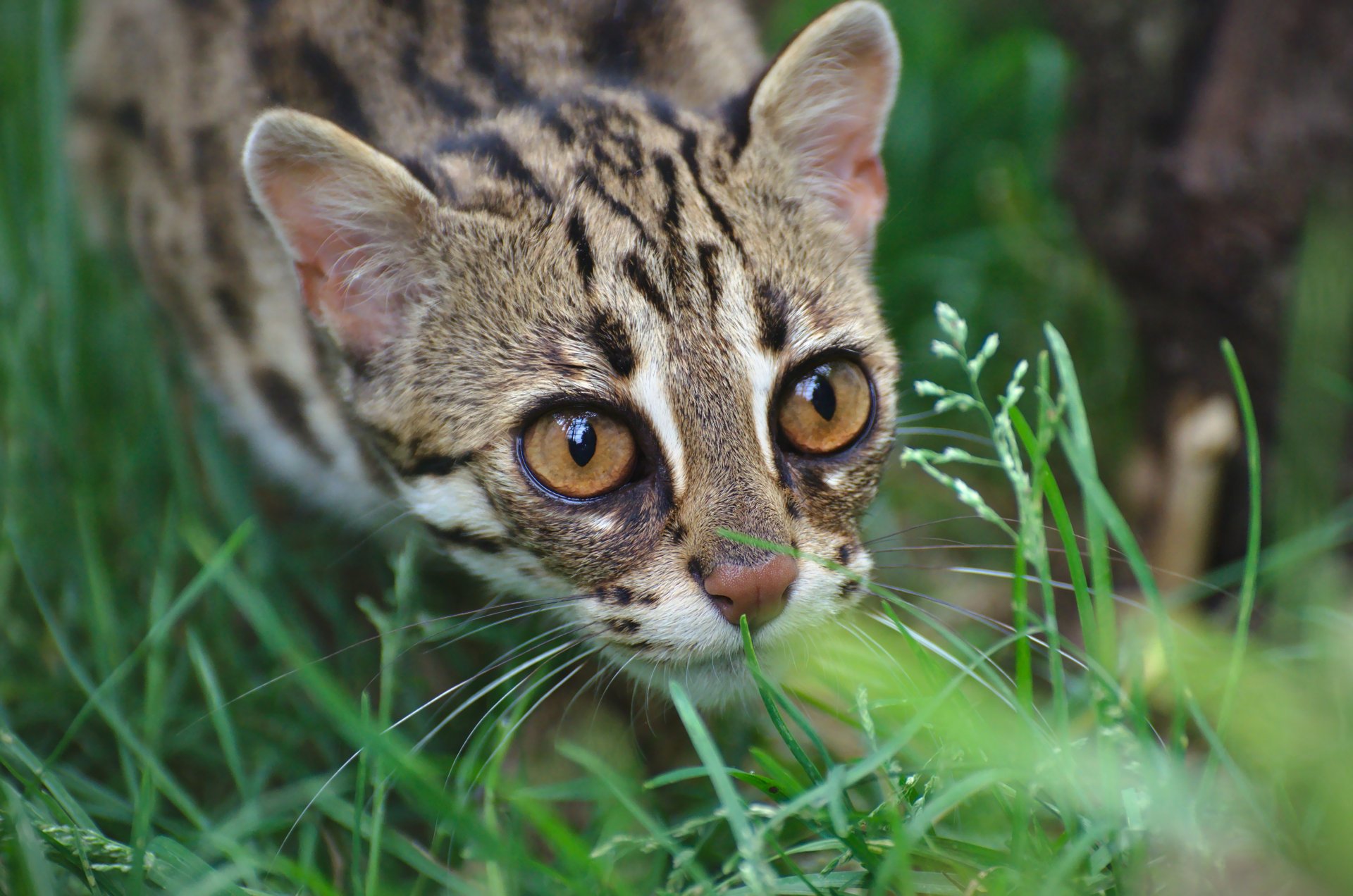 ocelote color vista depredador