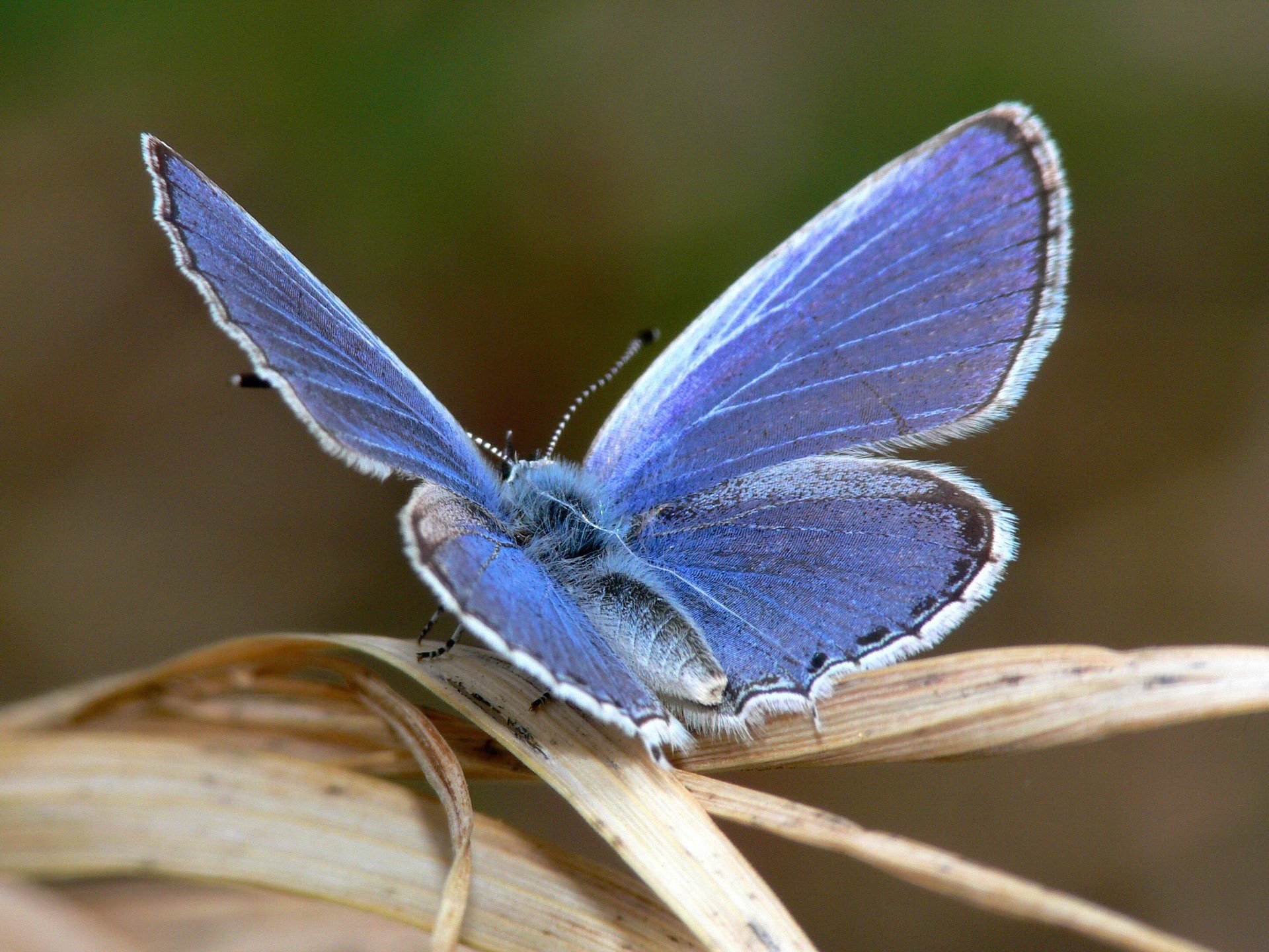 butterfly sheet blue